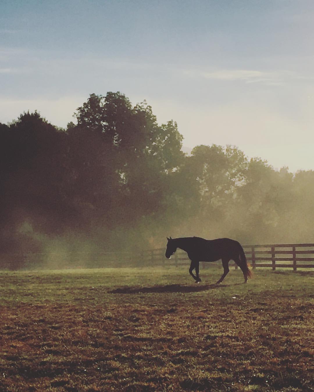 Contact — Stoneleigh Labradors