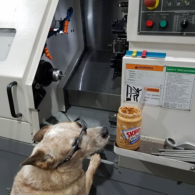 #nationaldogday is just another day for ol' Digger. He's in the shop making stainless spikes today like they did back in medieval times.

#custom #spikes #cnc #cnclathe #cncturning #lathe #gofab