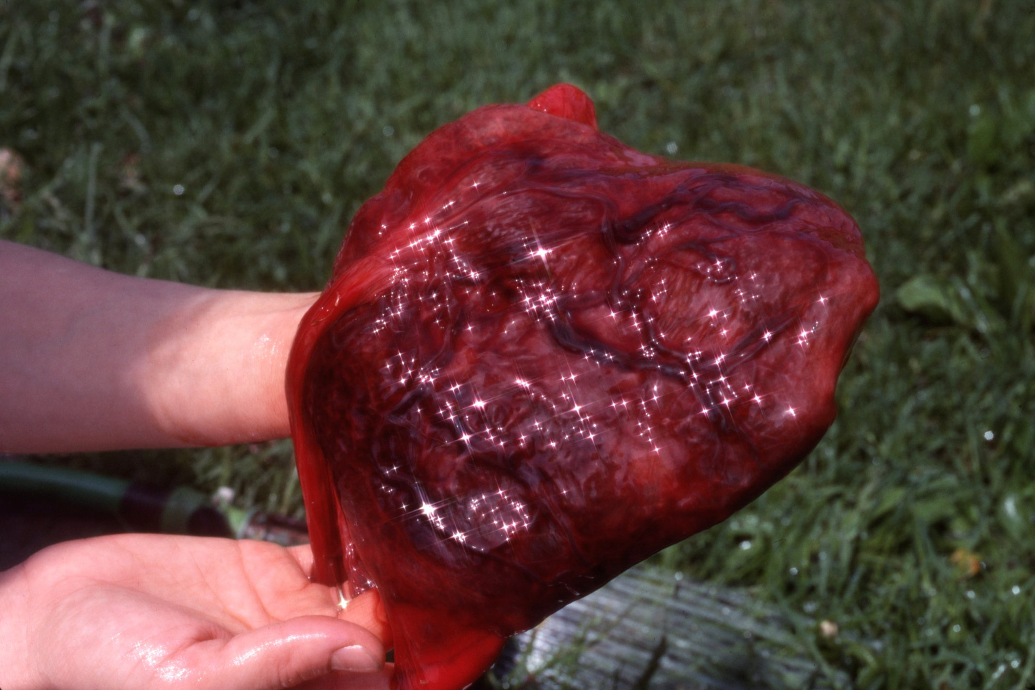 Tealia's placenta I, 2024/1978