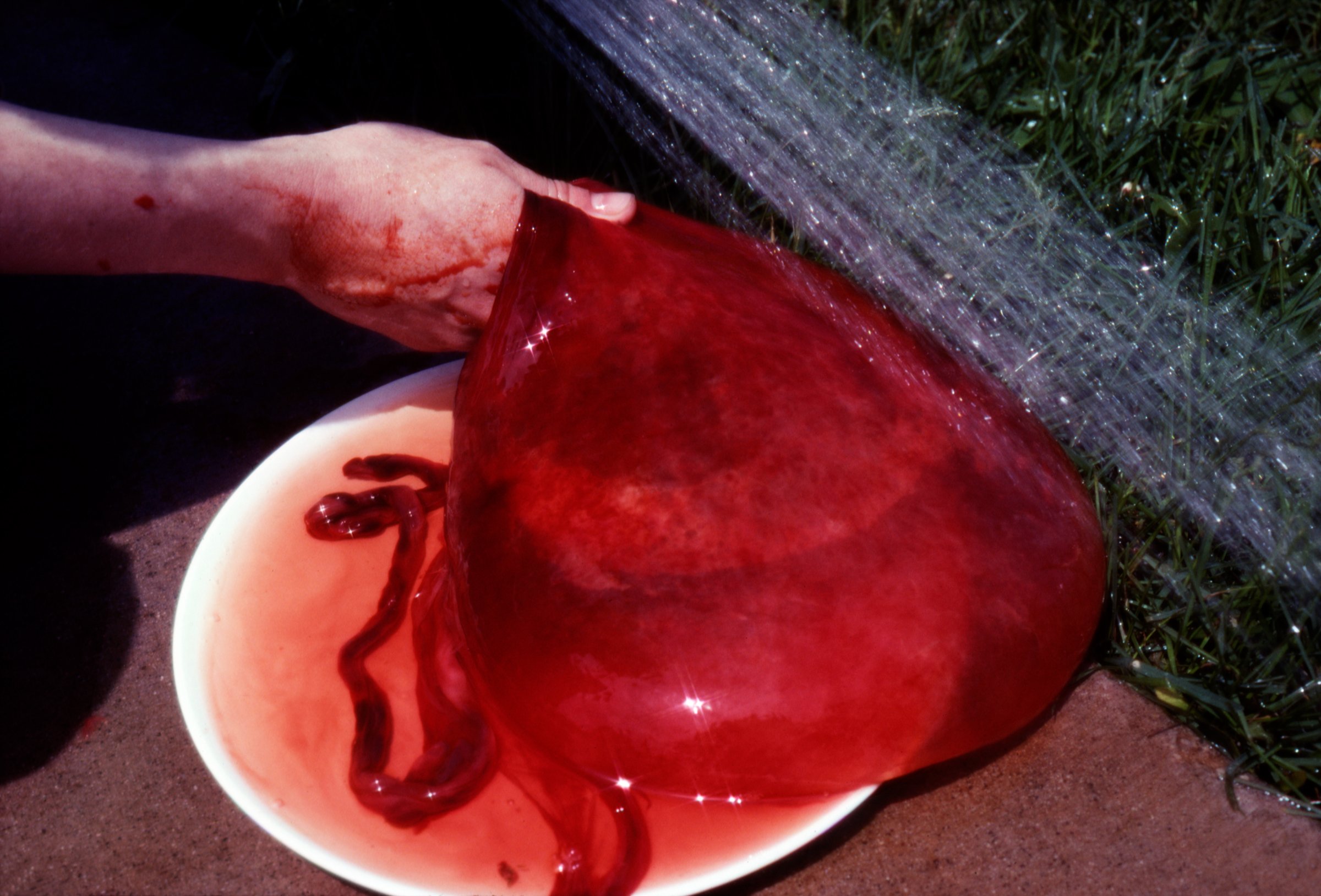 Tealia's placenta II, 2024/1978