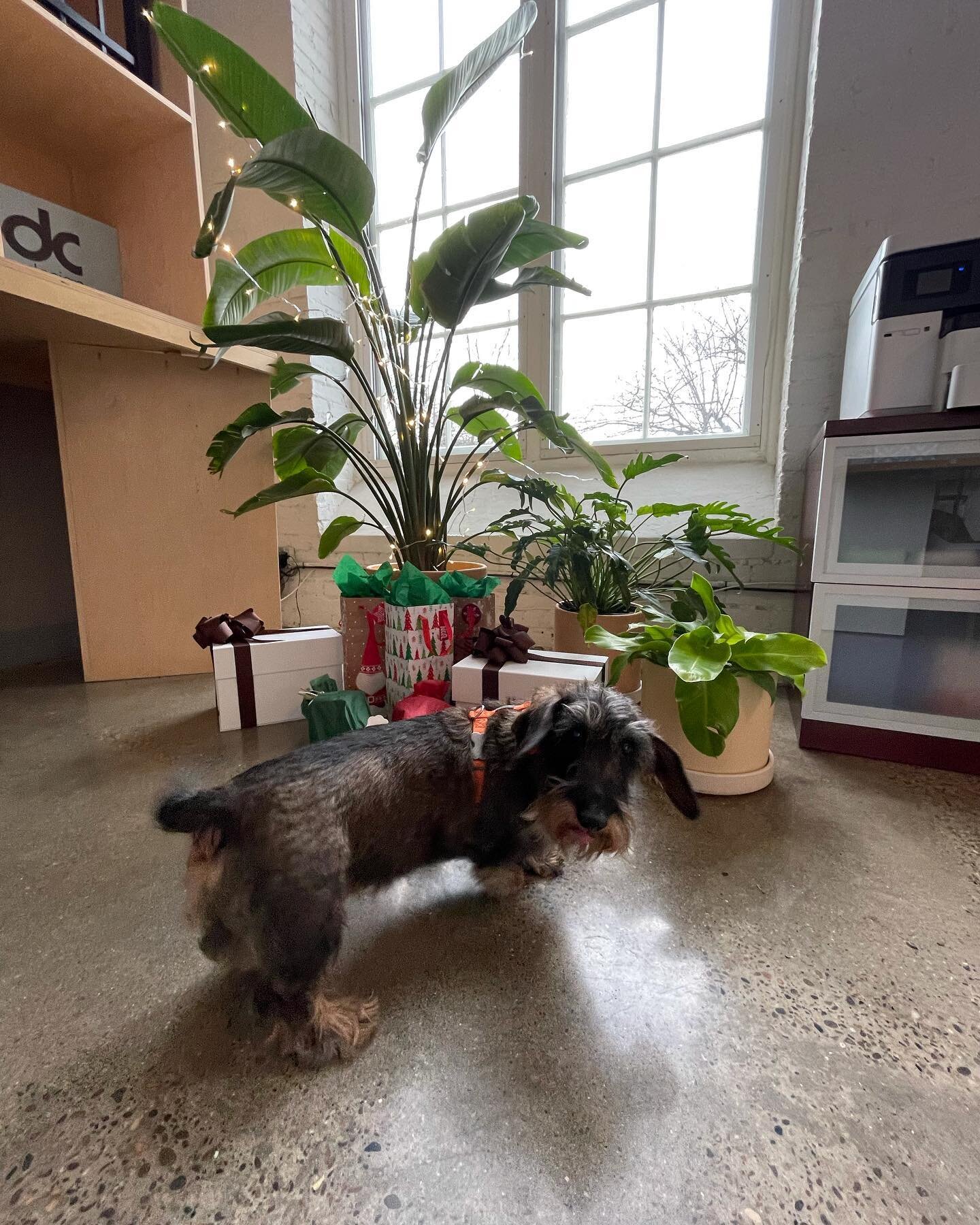 Meet Ellen, @tabbormsby bestie! She&rsquo;s checking out presents under our office Christmas palm tree and ready for a seafood tower made and delivered to us by @chefmjcrouch . Oh and champagne!