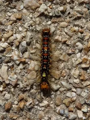 Fobia a las arañas, insectos y animales (zoofobia).