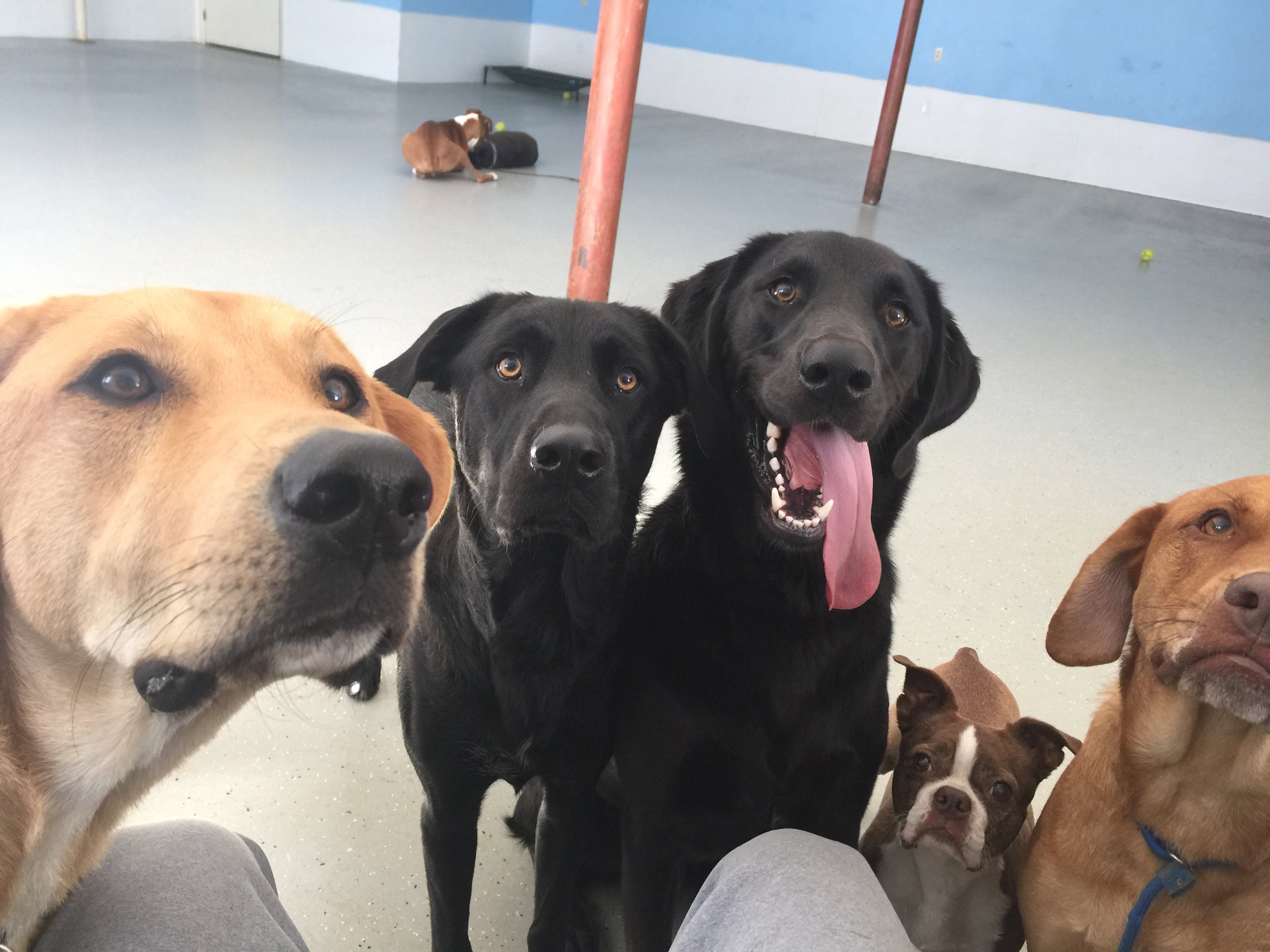 Doggie Daycare