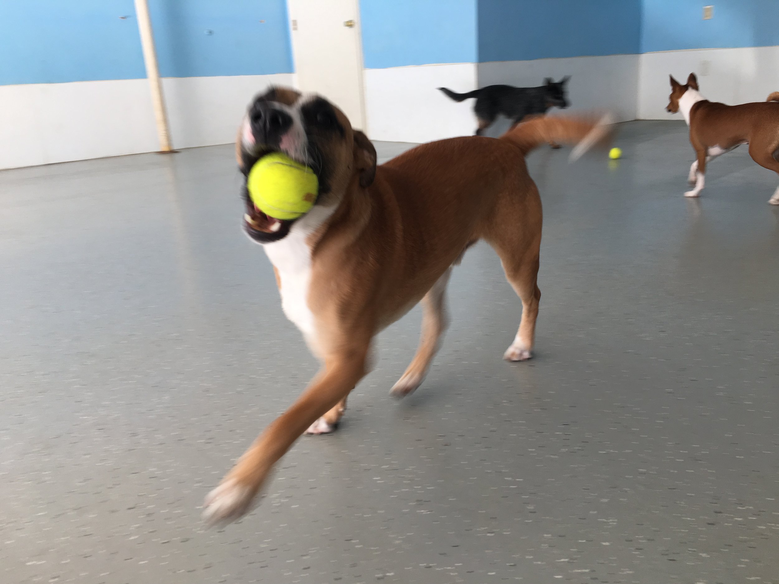 Dog daycare - Hanover, MA