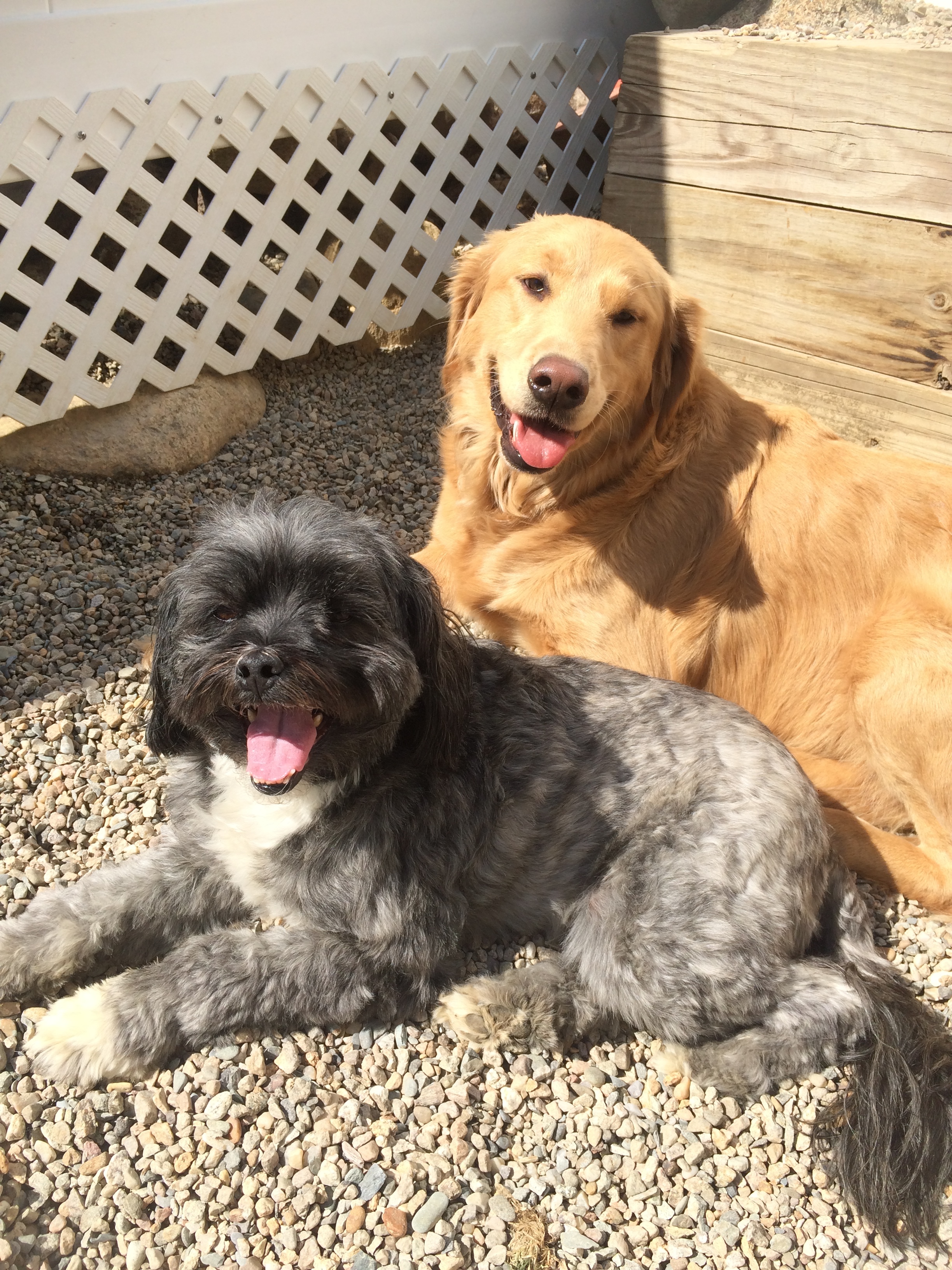 Dog Daycare - South Shore, MA