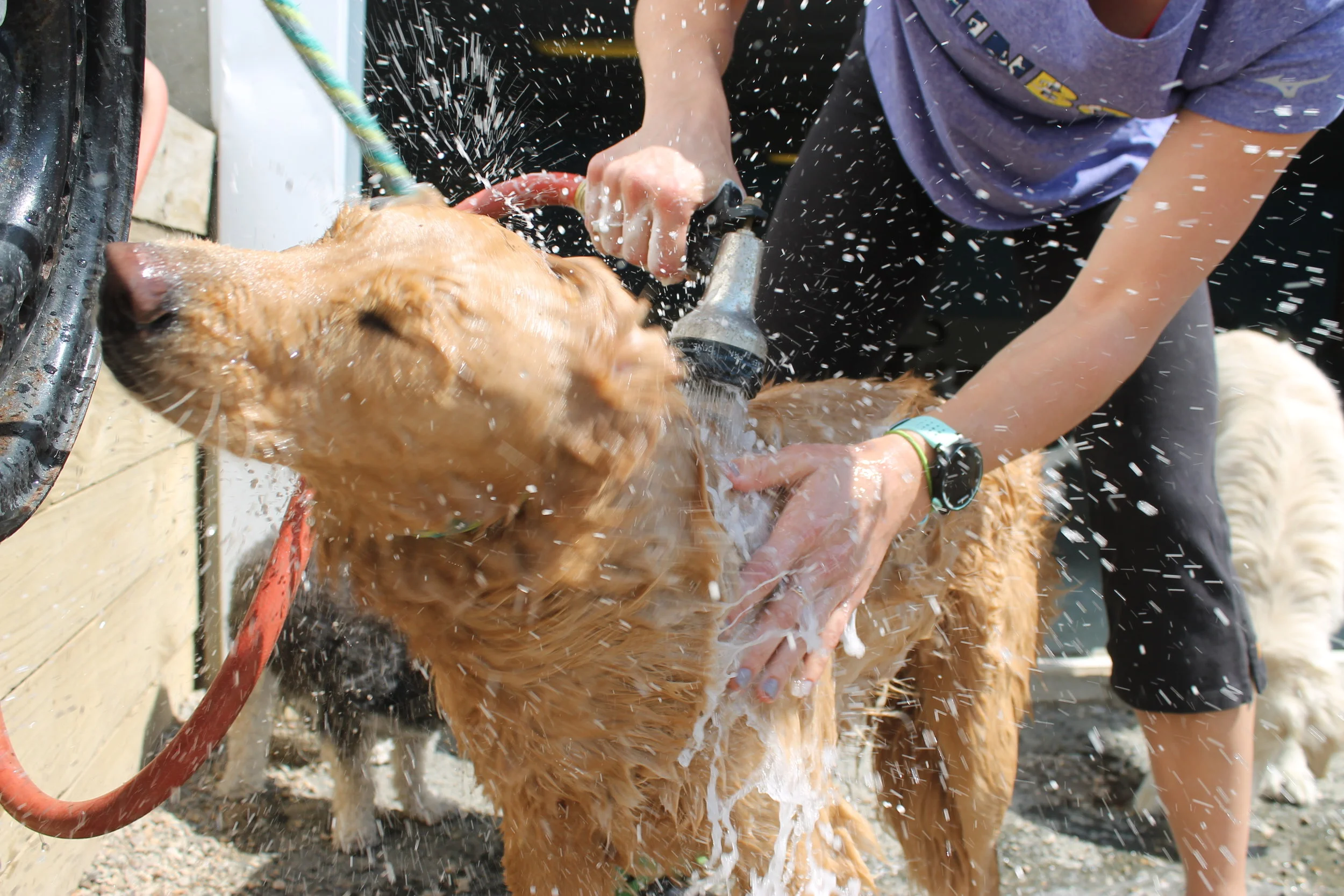 Dog Grooming Let us take care of your stinky pup! We offer seasonal baths and nail cuts. Nail Cut - $10 Bath (small dog) - $20 Bath (medium/large dog) - $25