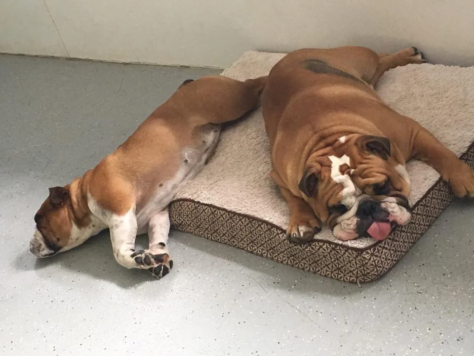 Home Boarding Don't feel guilty leaving your pup while you go on vacation. Let us board them in our home! They’ll spend their days playing at school, and their nights cuddled up with us. One Dog - $95/24 hours Two Dogs - $150/24 hours