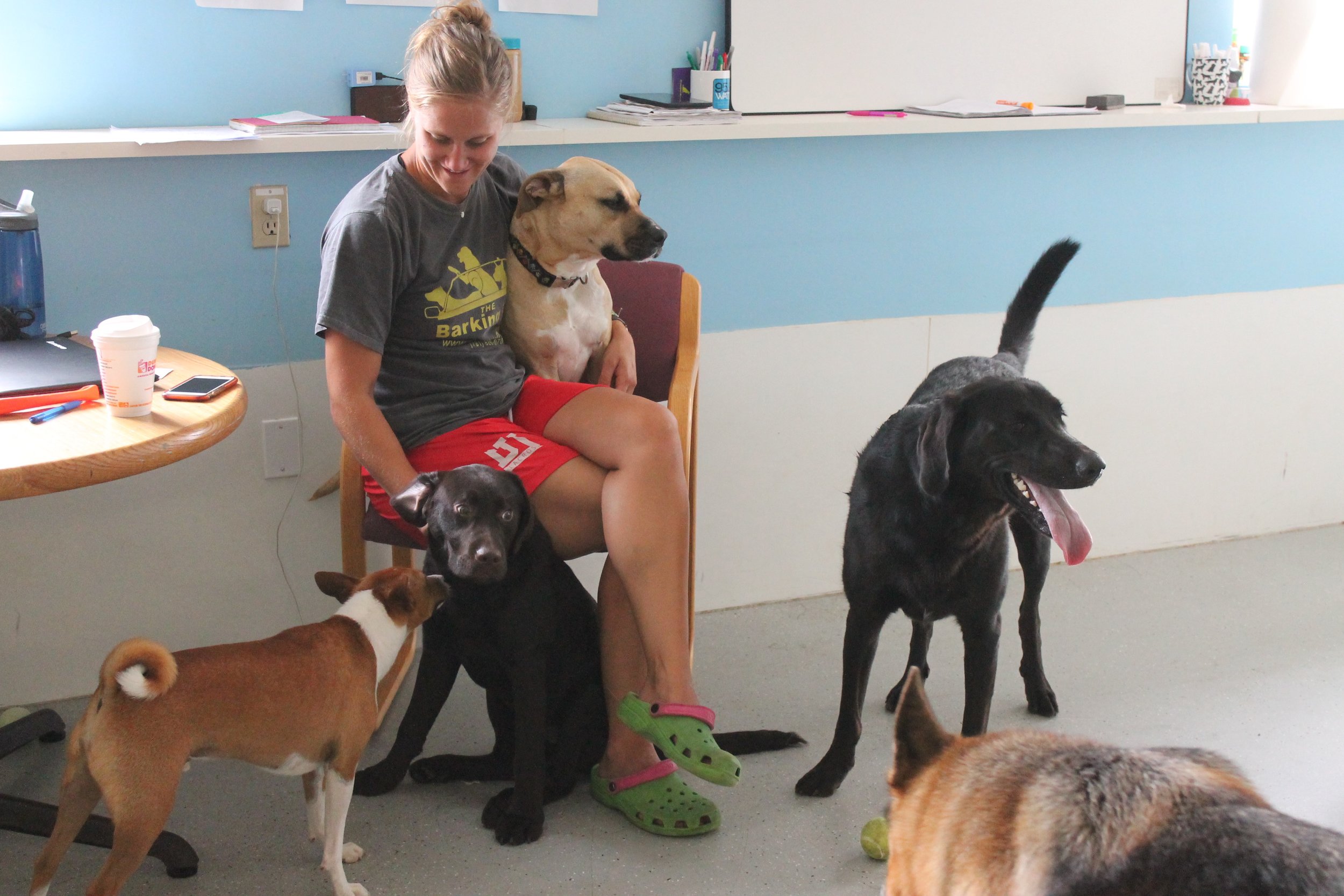 Dog daycare - Hanover, MA