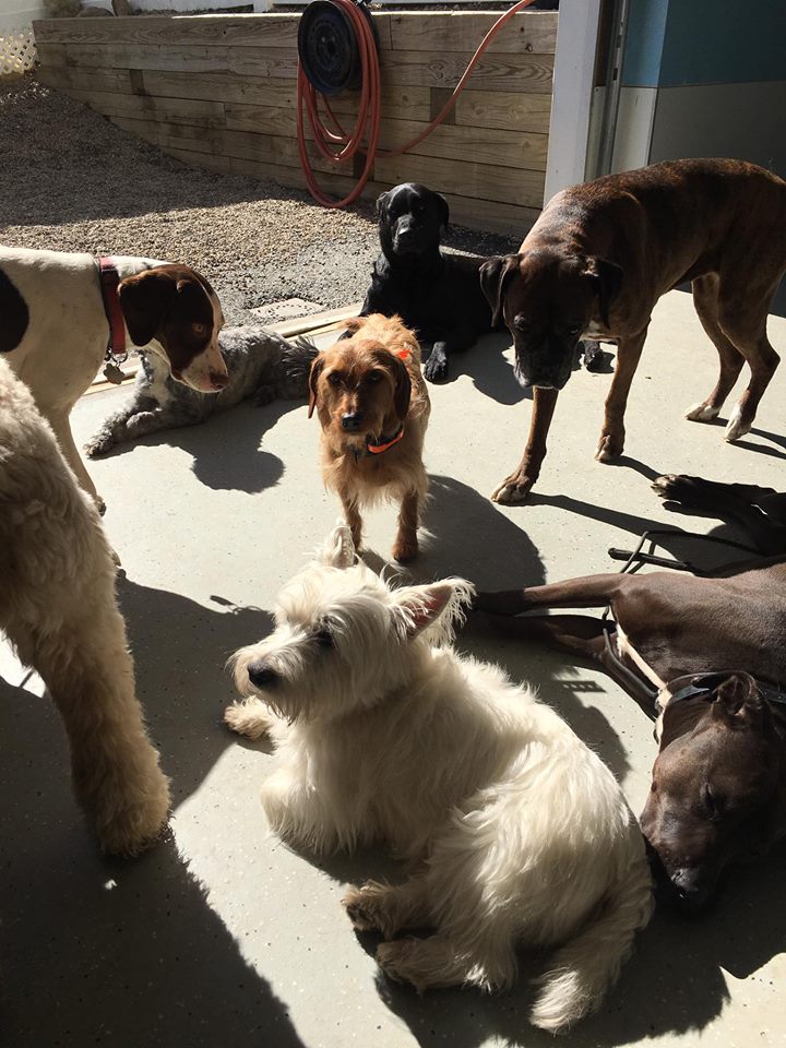 Best Dog Daycare