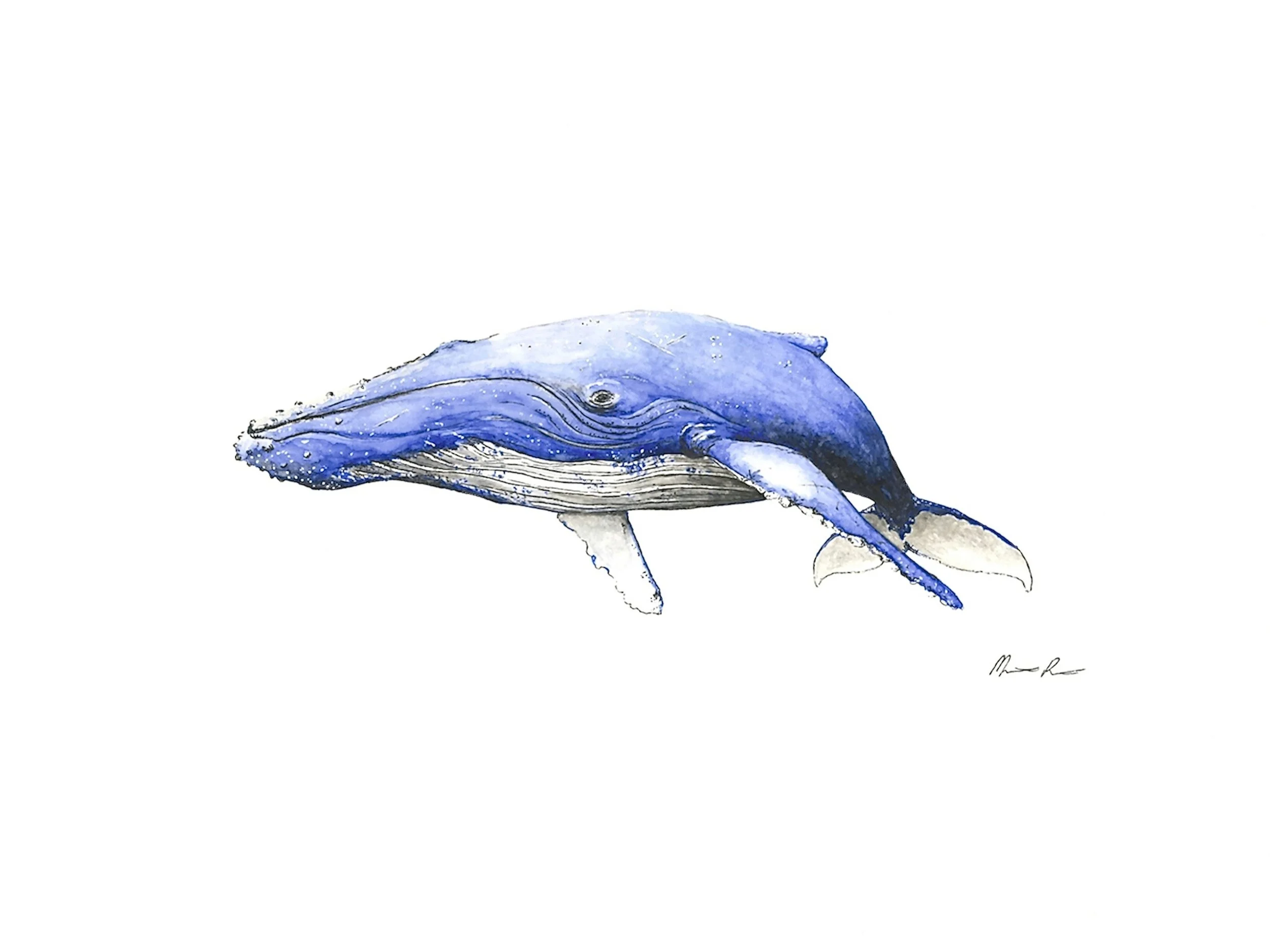 Whale color (1) copy.jpg