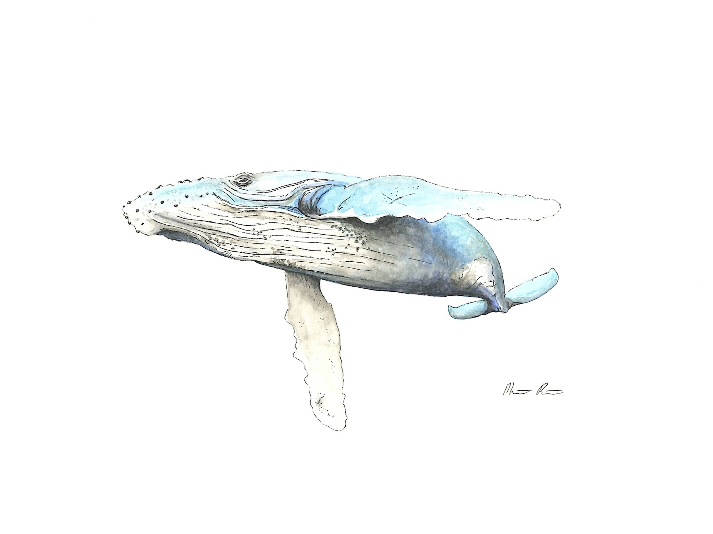 Whale color copy.jpg