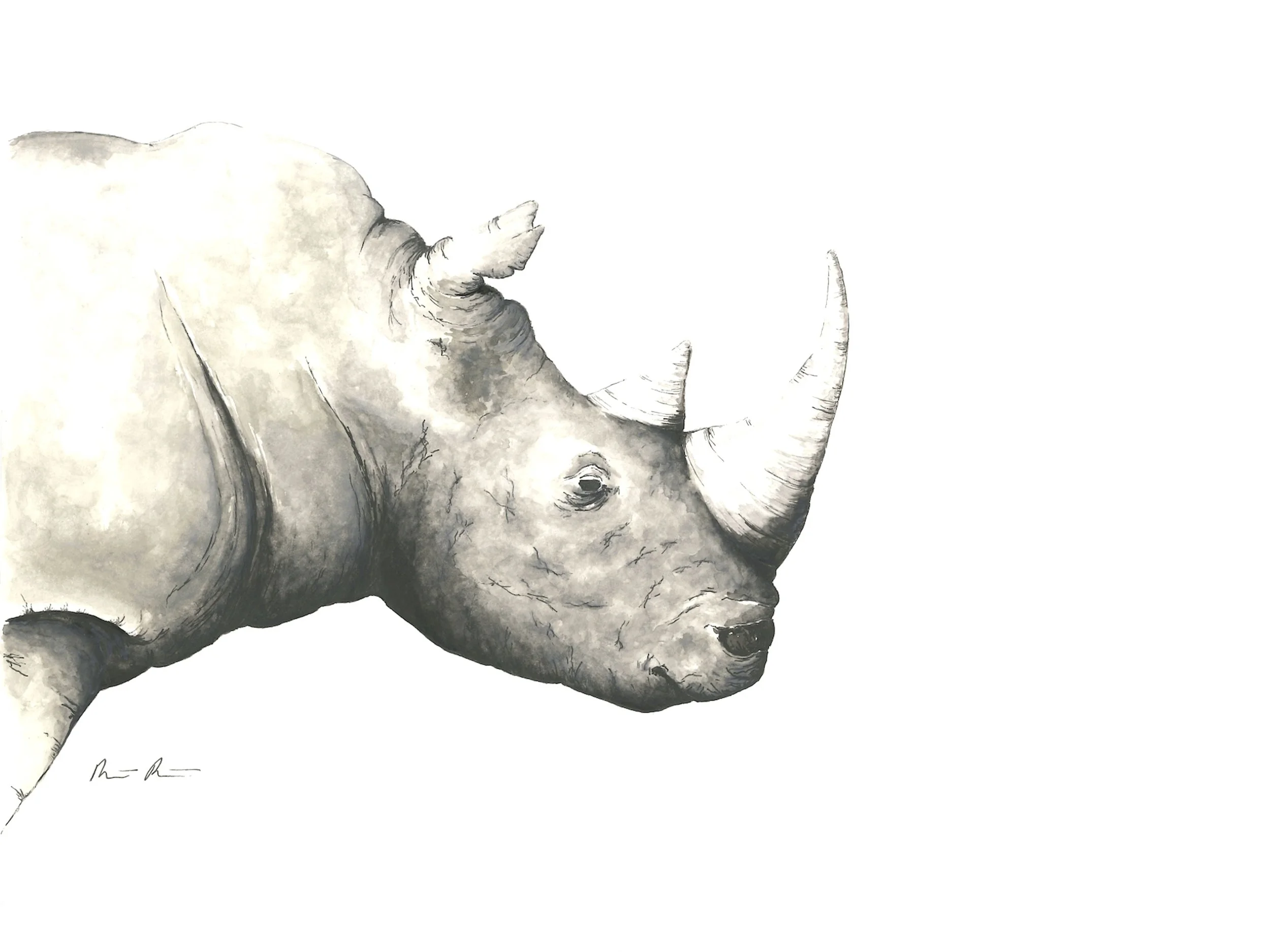 Rhino copy.jpg