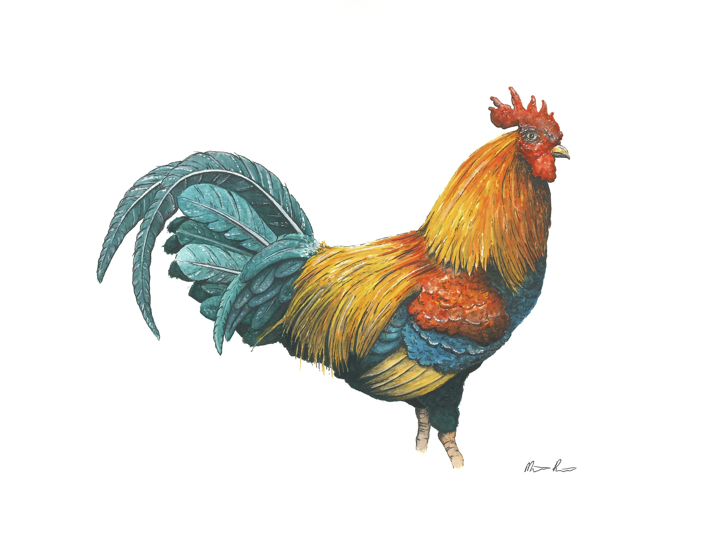 Rooster.jpg
