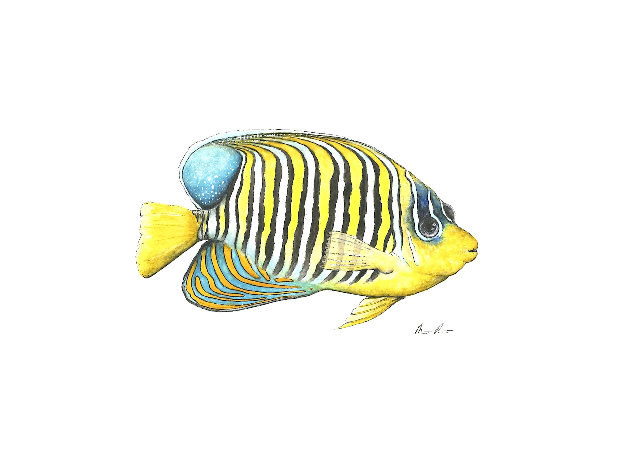Angel Fish