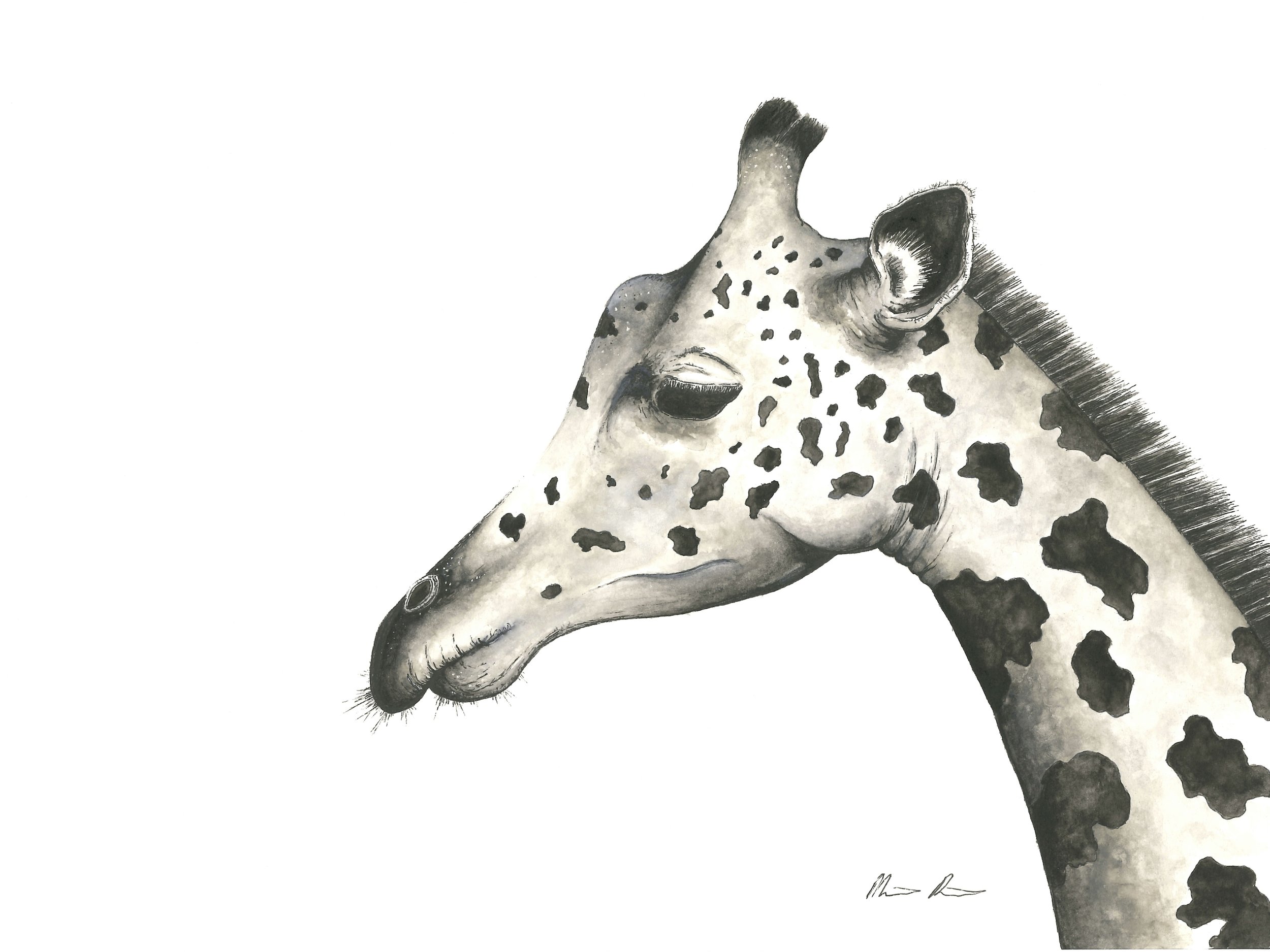 Giraffe