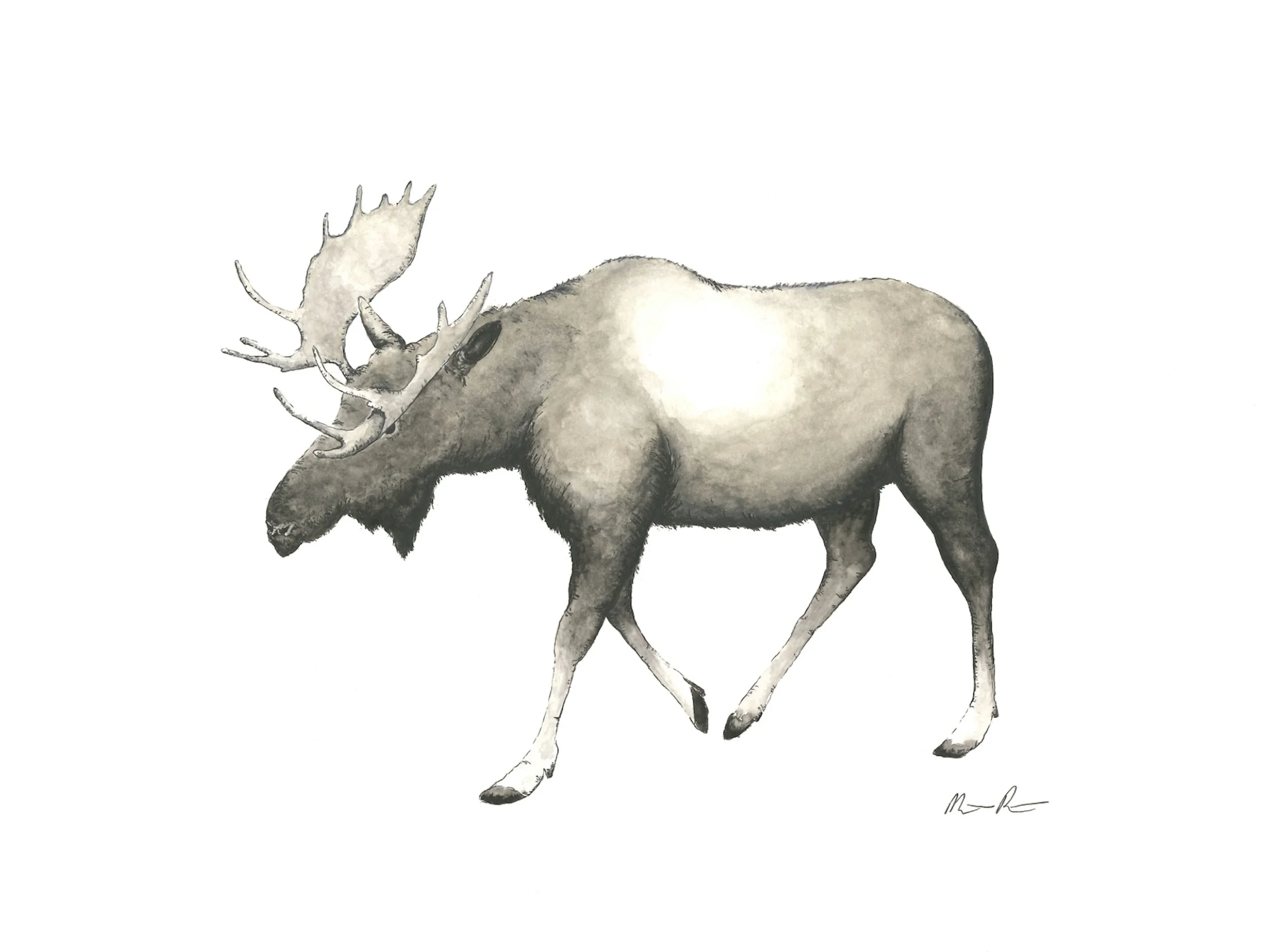 Moose