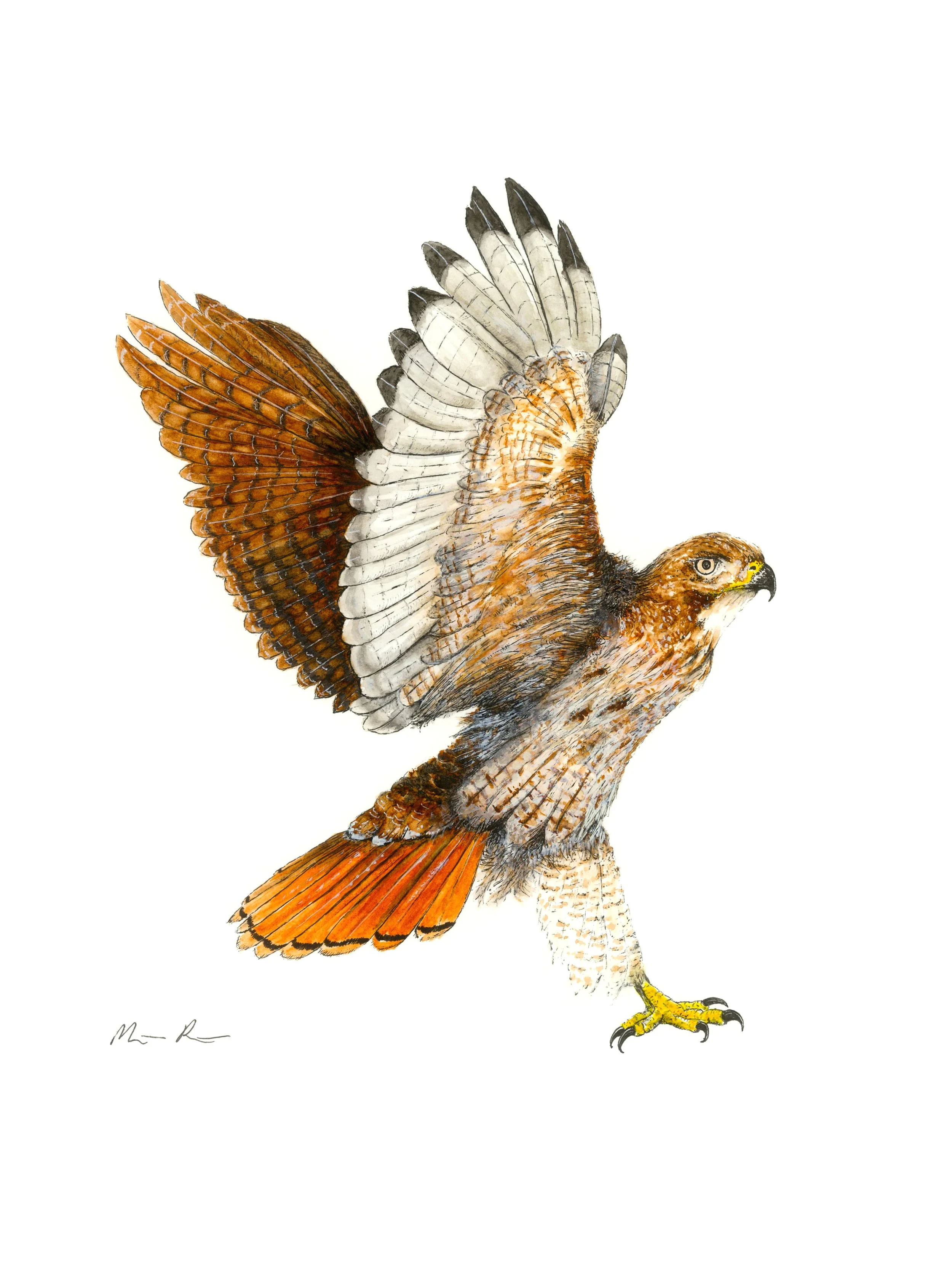 Red Tailed Hawk