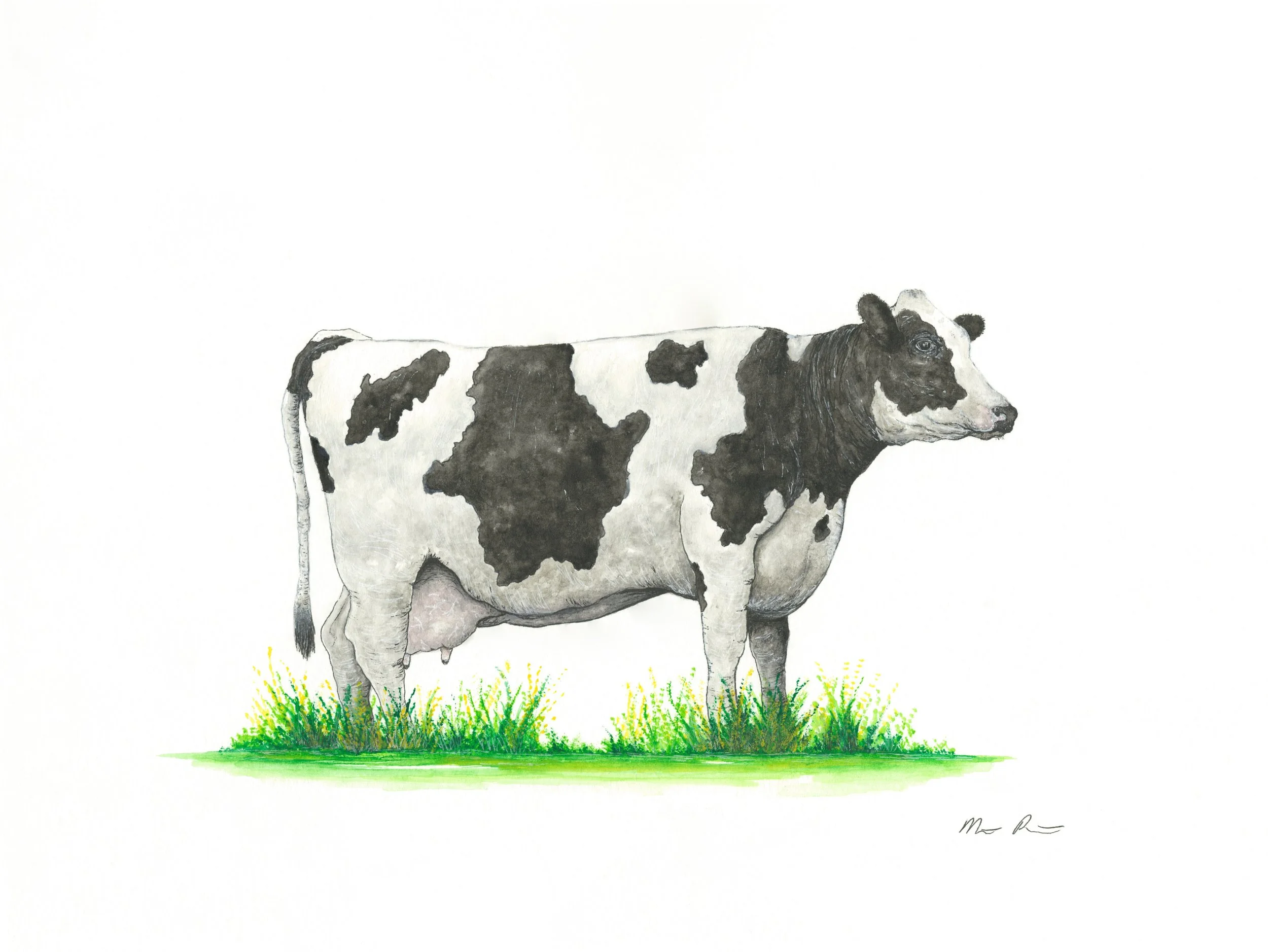 Dairy Cow