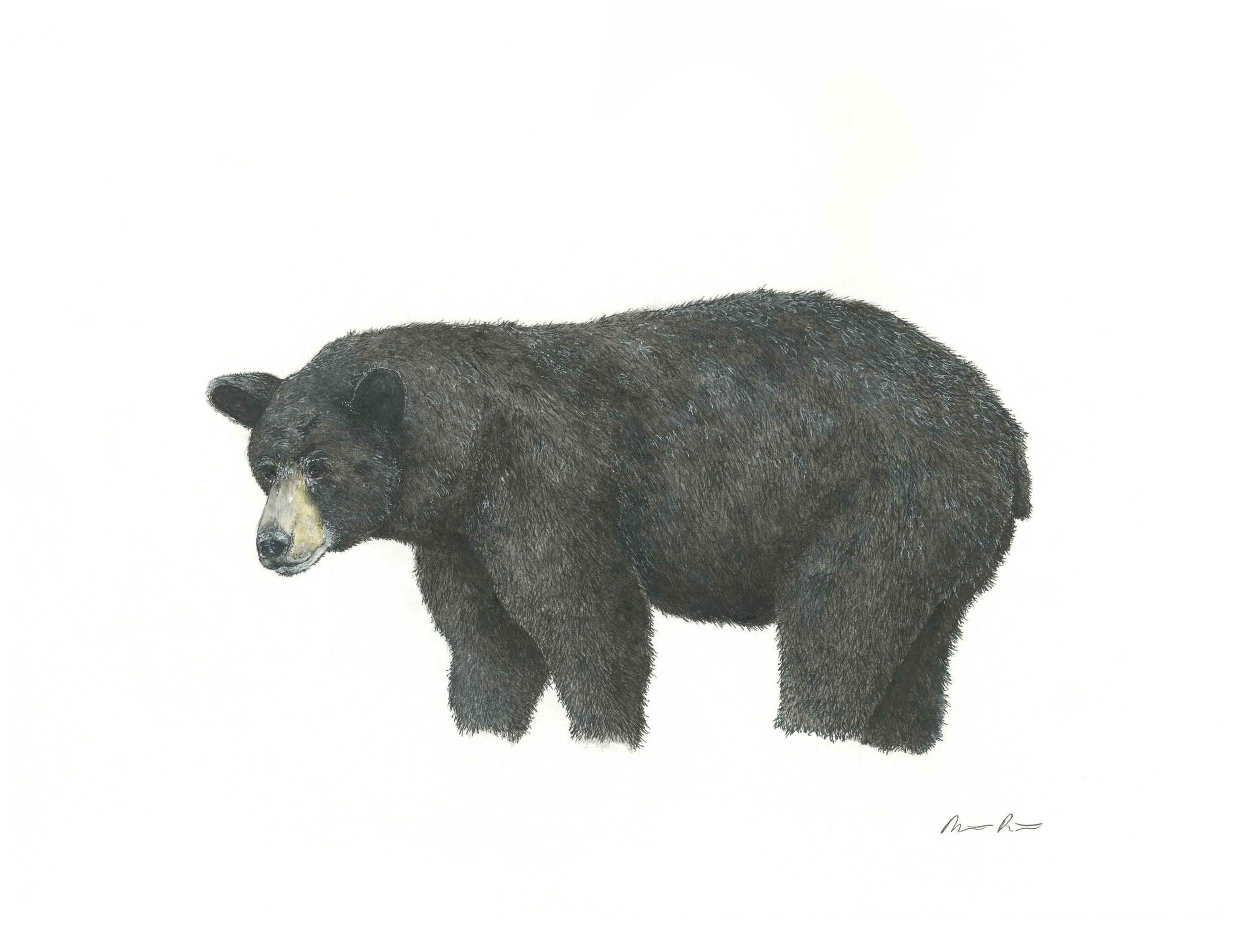 Black Bear