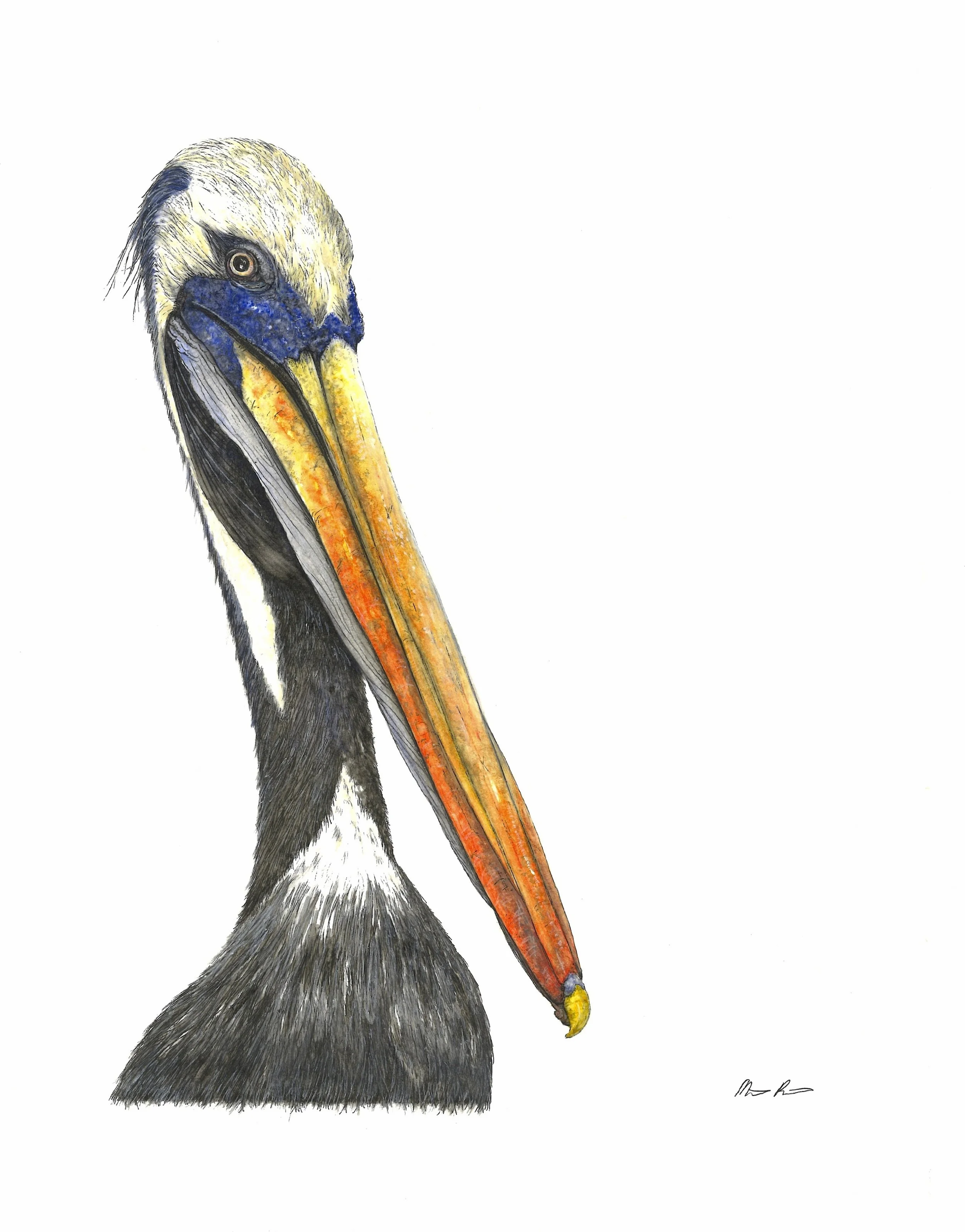 Pelican