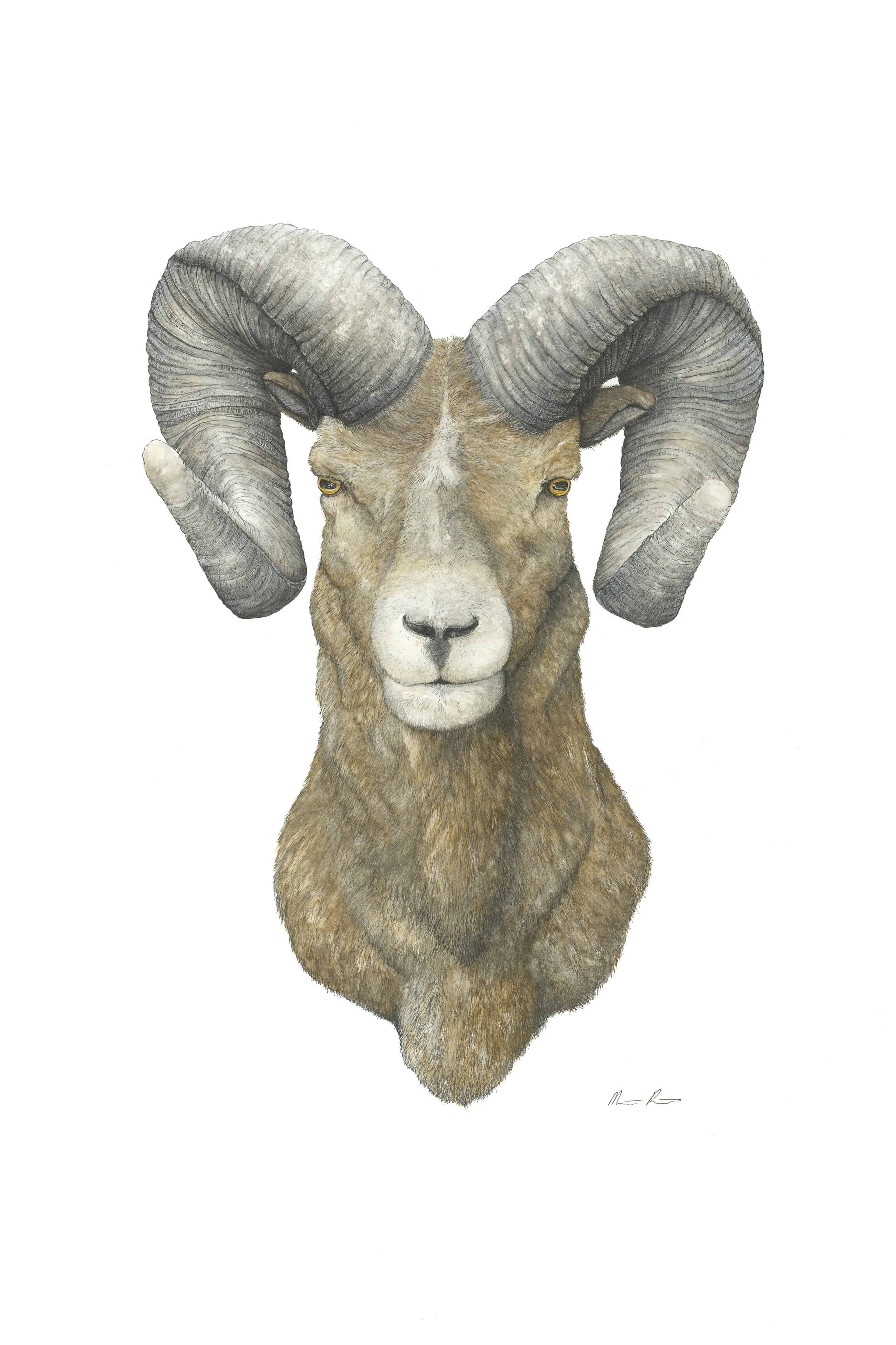 Ram
