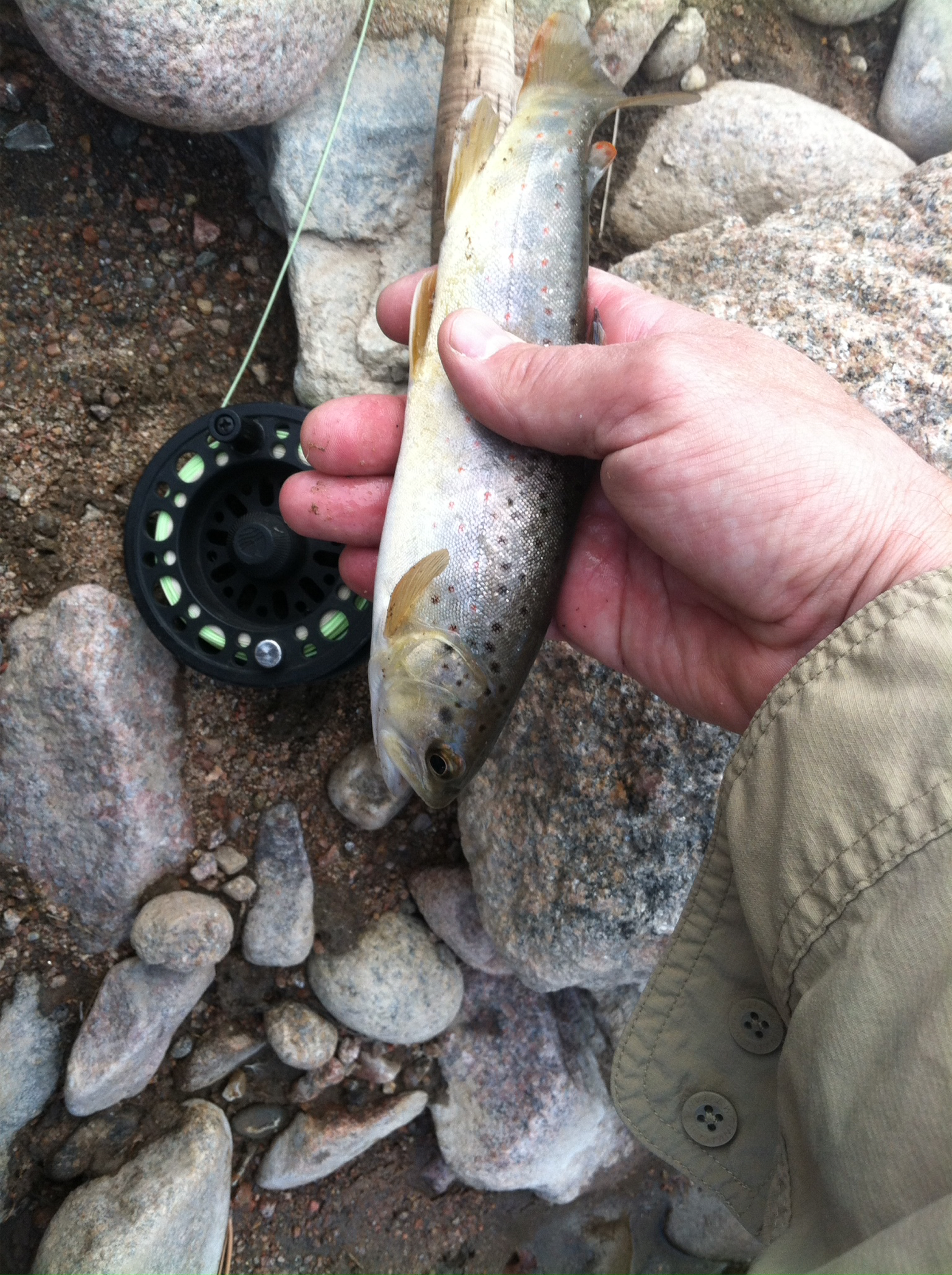 Rainbow trout caught in North Saint Vrain River, 4 weeks after flood.