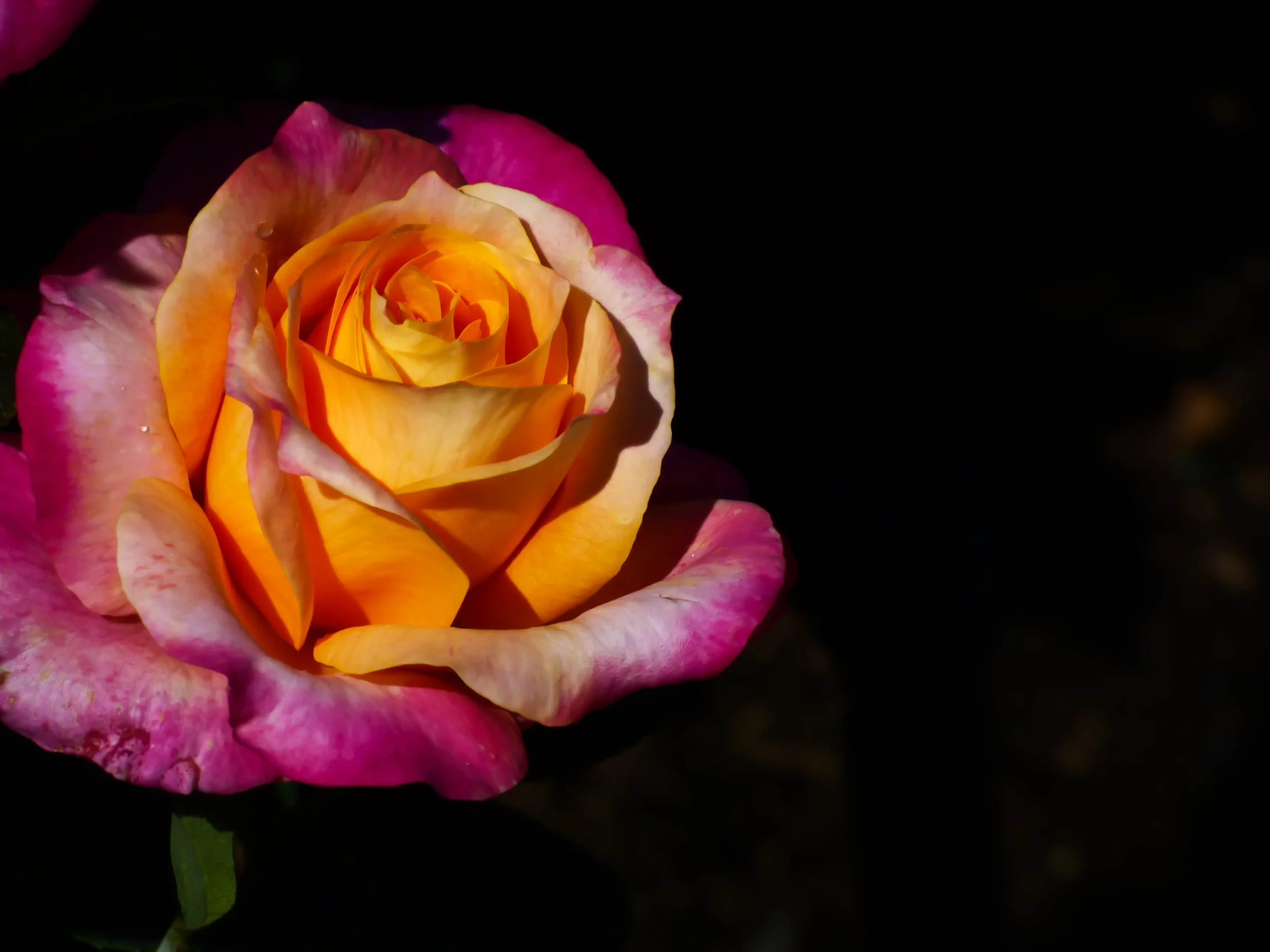 Butchart Gardens Flower