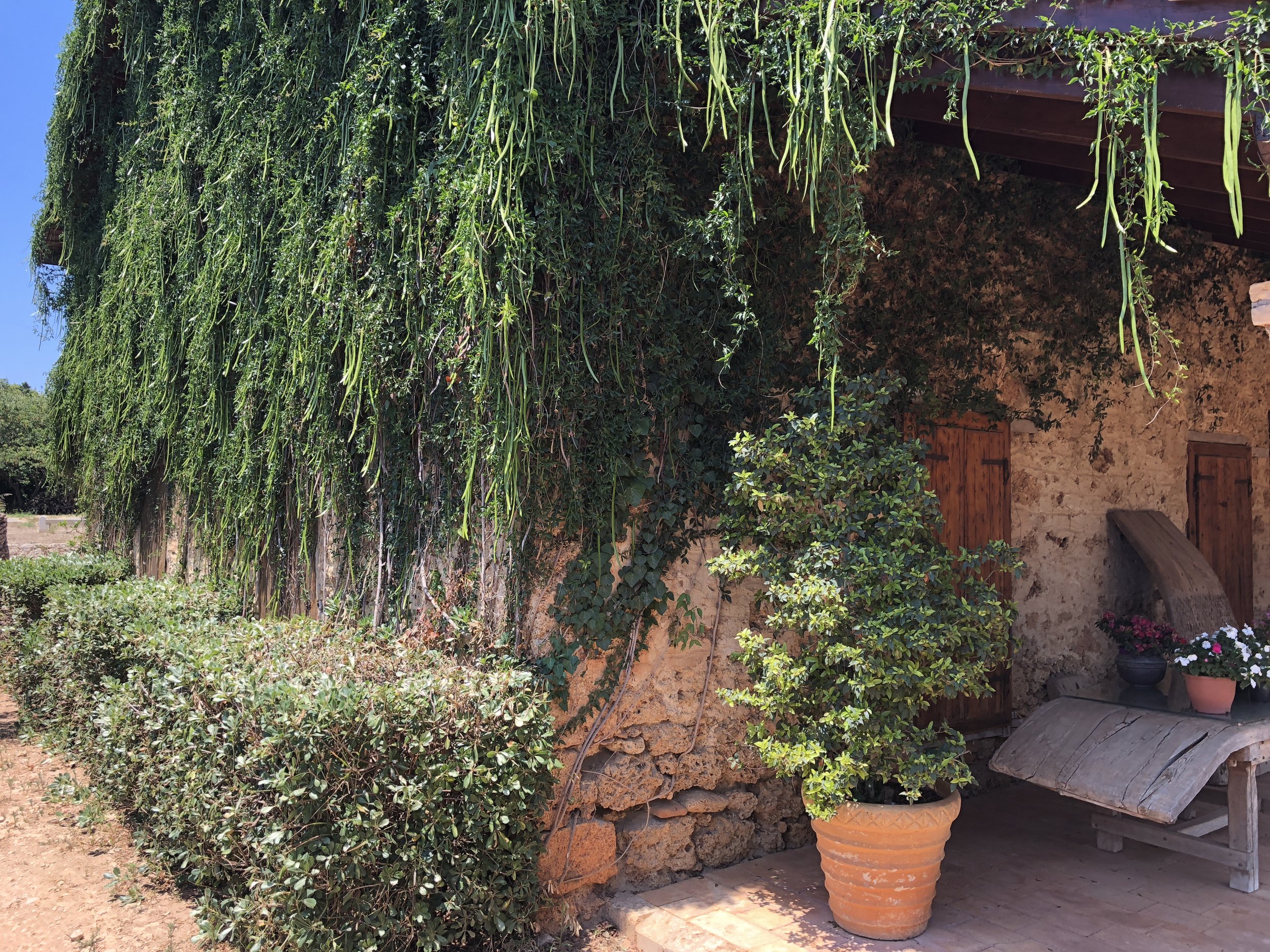 A rustic stone building covered with lush green vines and foliage. Potted plants and trimmed hedges line the exterior. A wooden bench with potted flowers sits under an overhang.