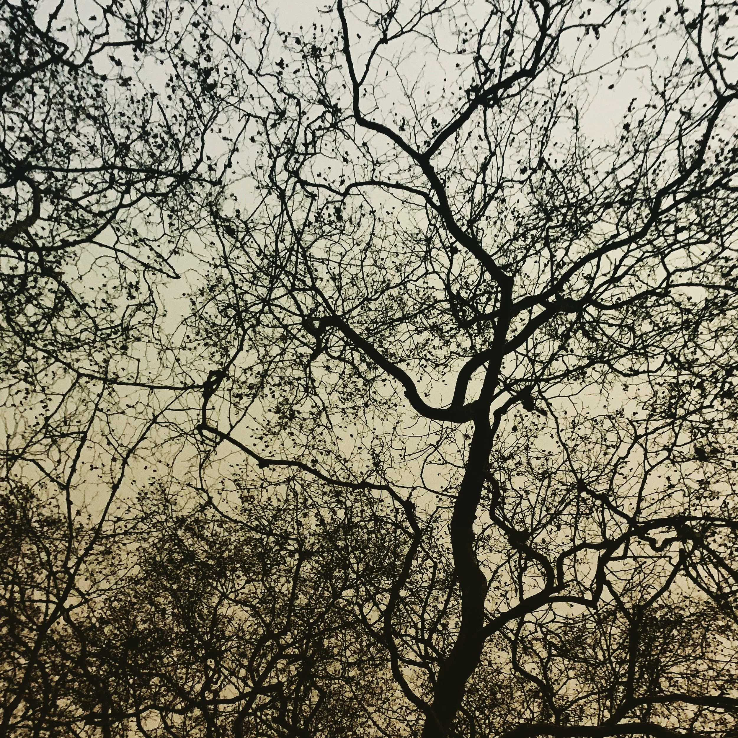 Silhouette of tree branches with sparse leaves against a pale sky.