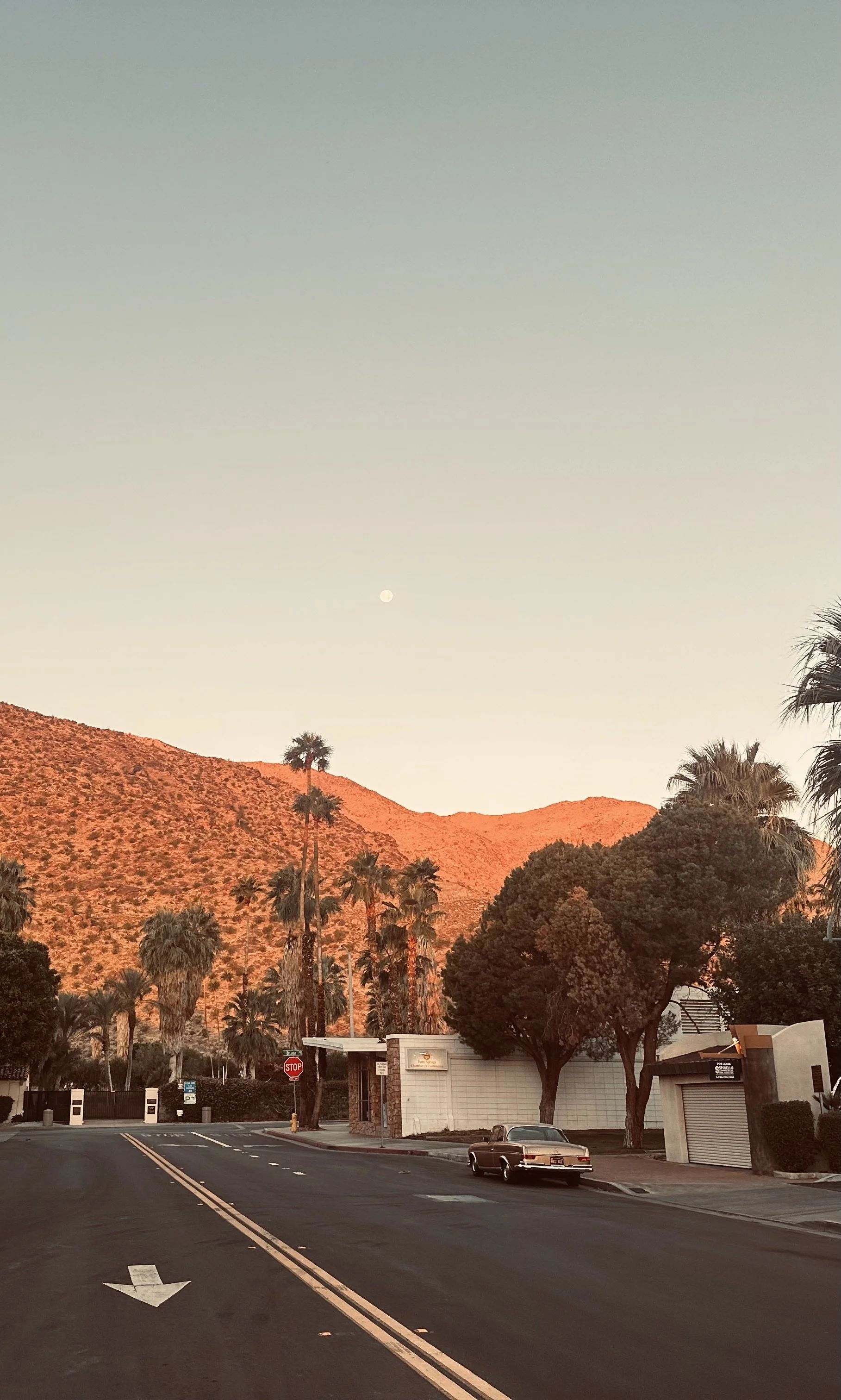Palm Vibes by Alberto Marzan.jpeg