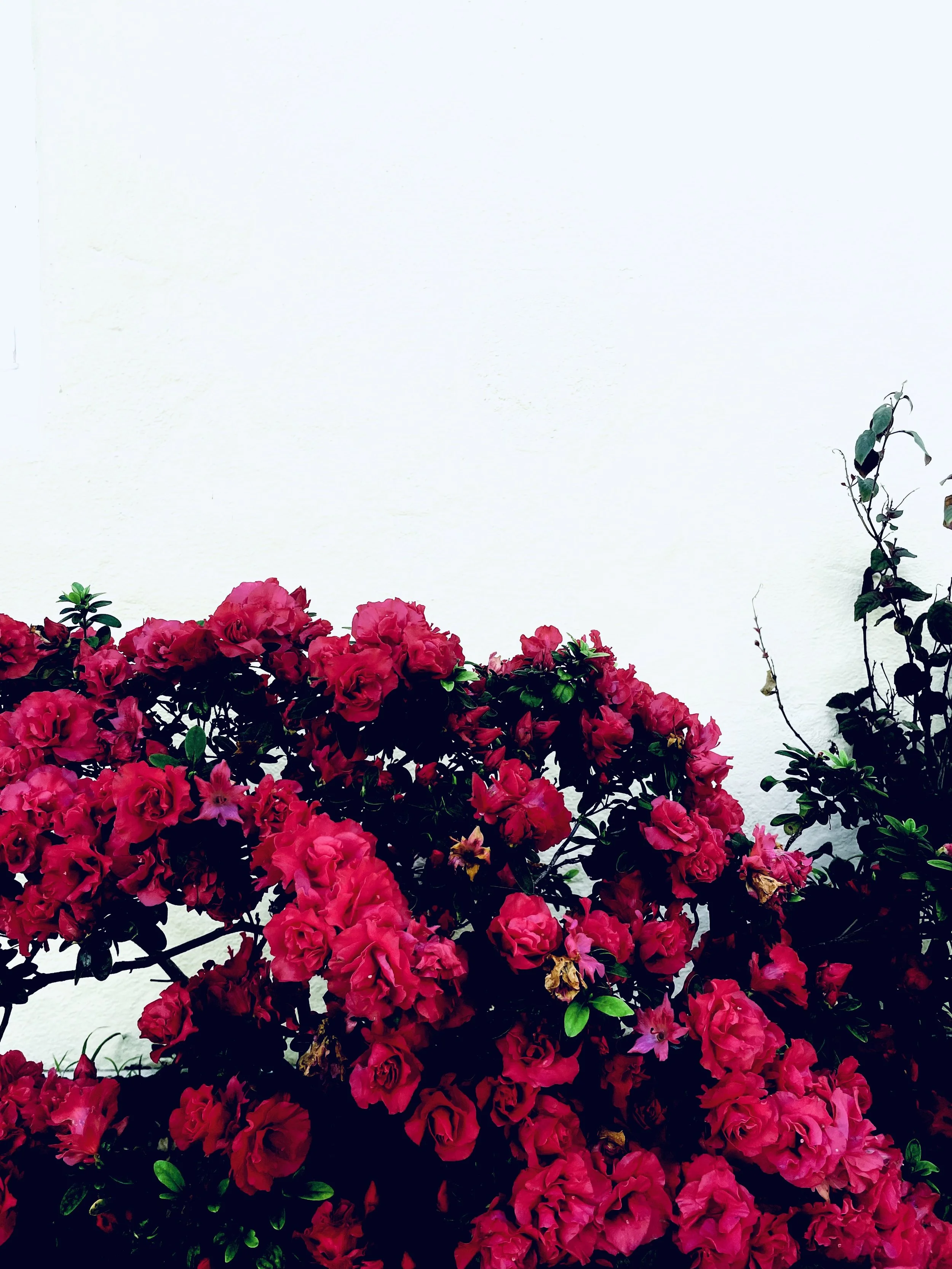 IMG_5353.jpeg