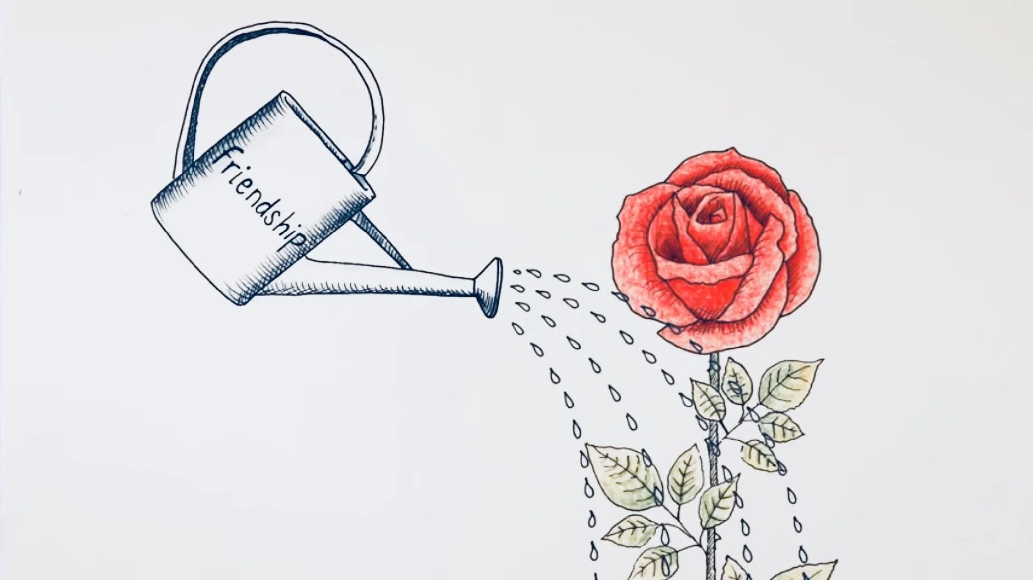 Rosa III