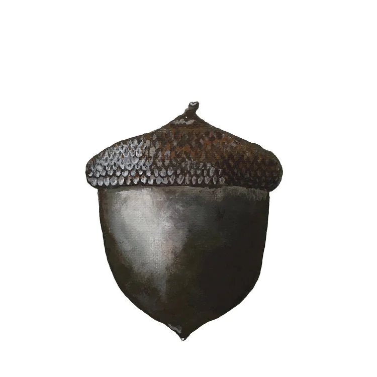 acorn.jpg