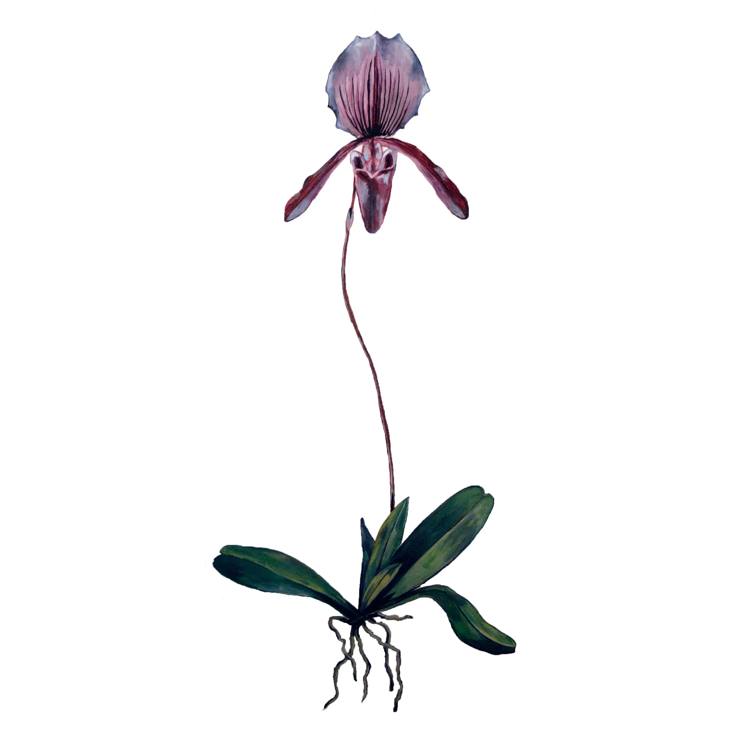 Lady-slipper.jpg