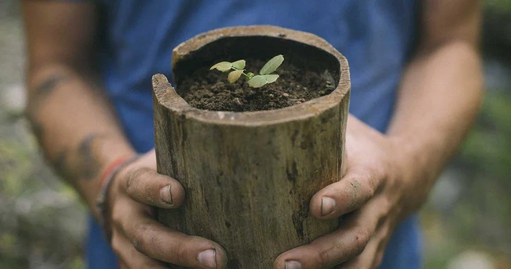 plant (1).jpg