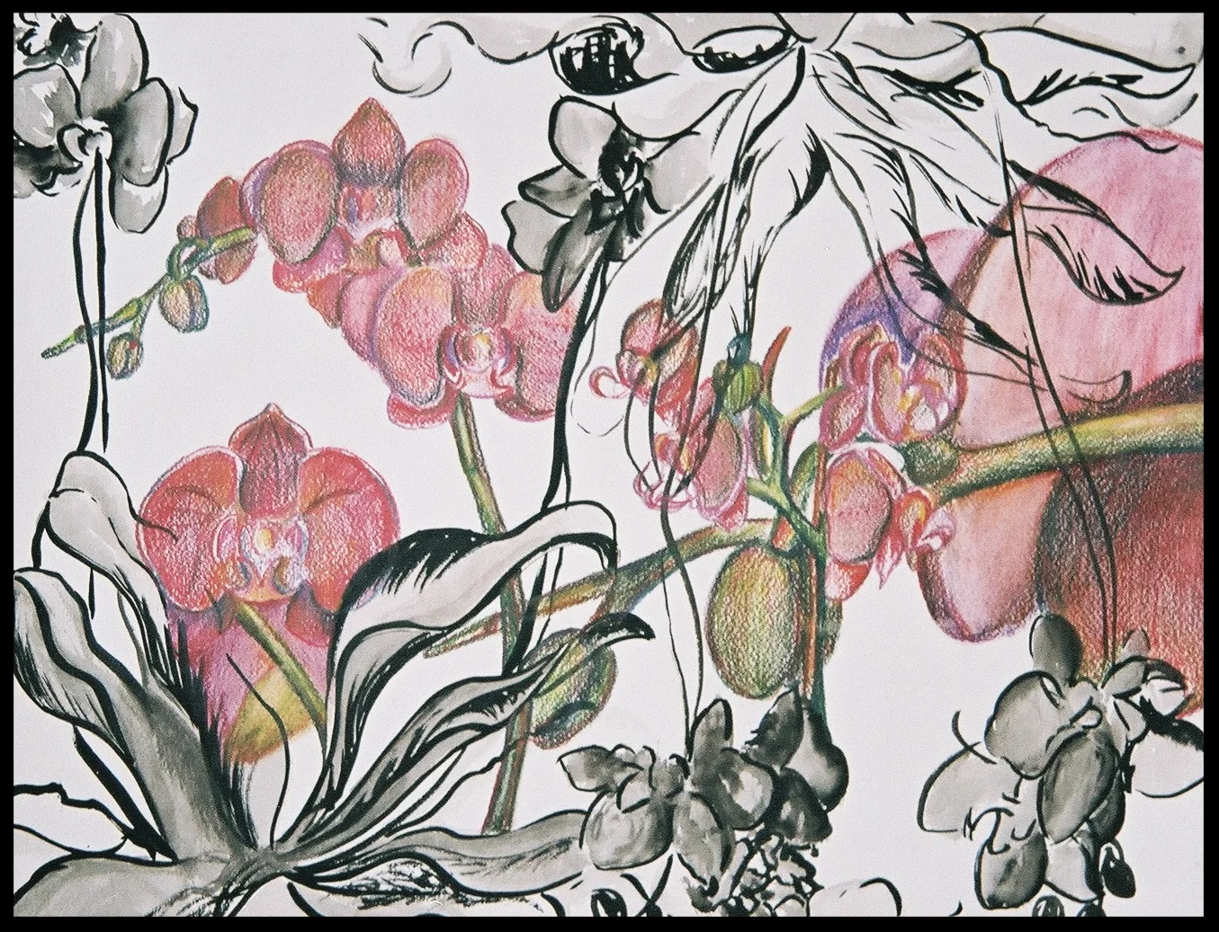 Phalaenopsis