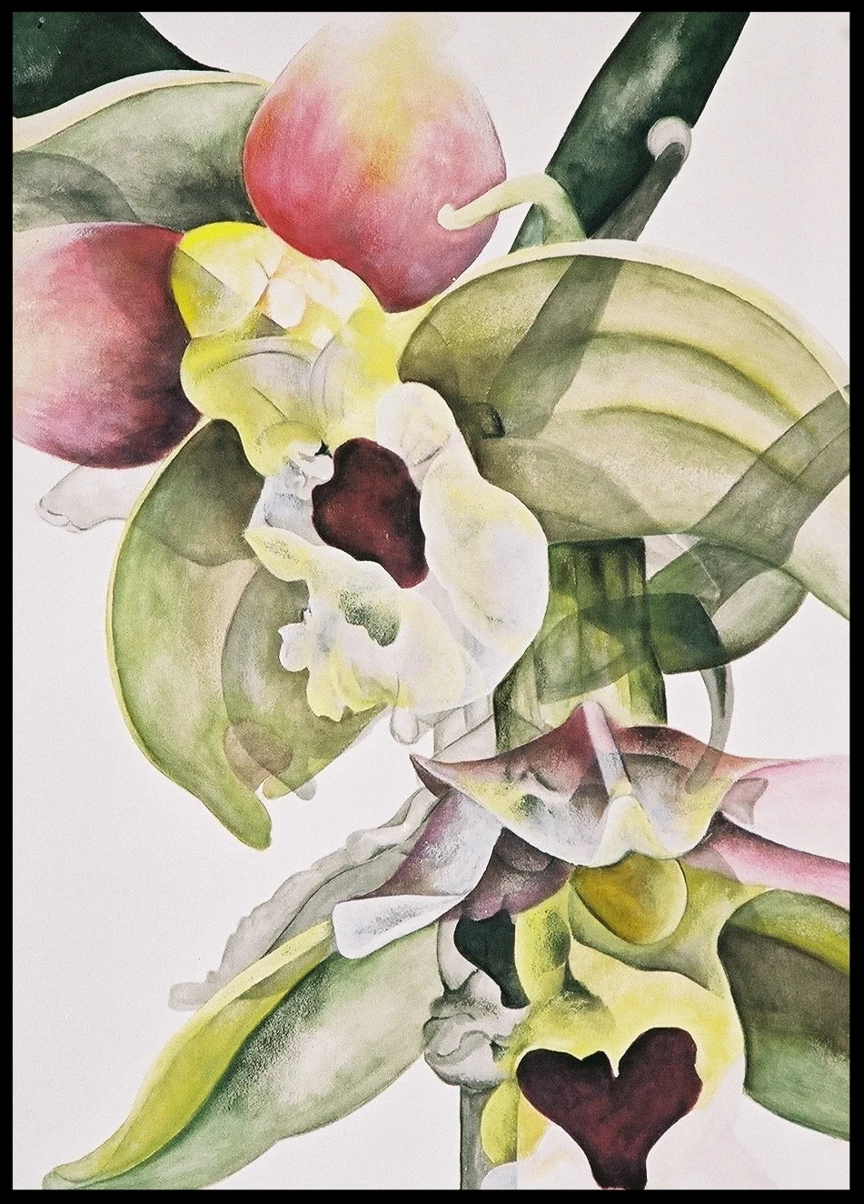 Epipactis Helleborine