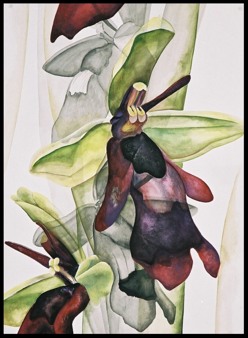 Ophrys Insectifera