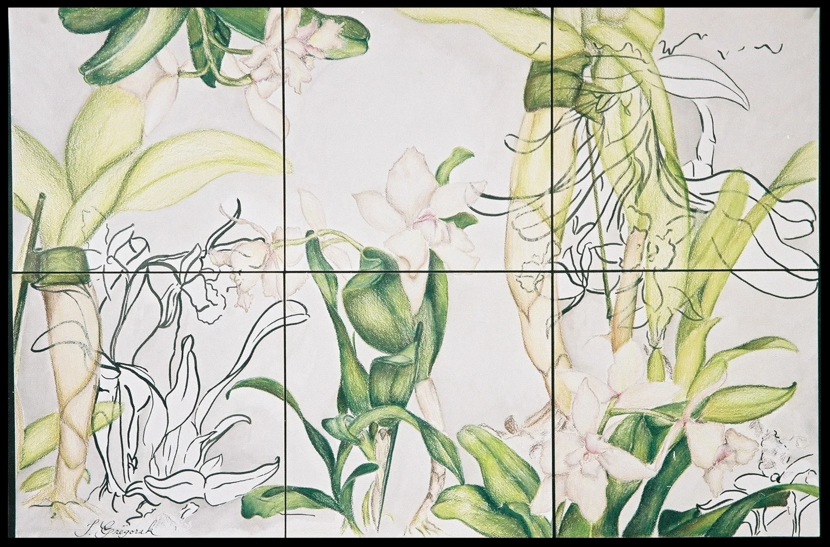 Cattleya
