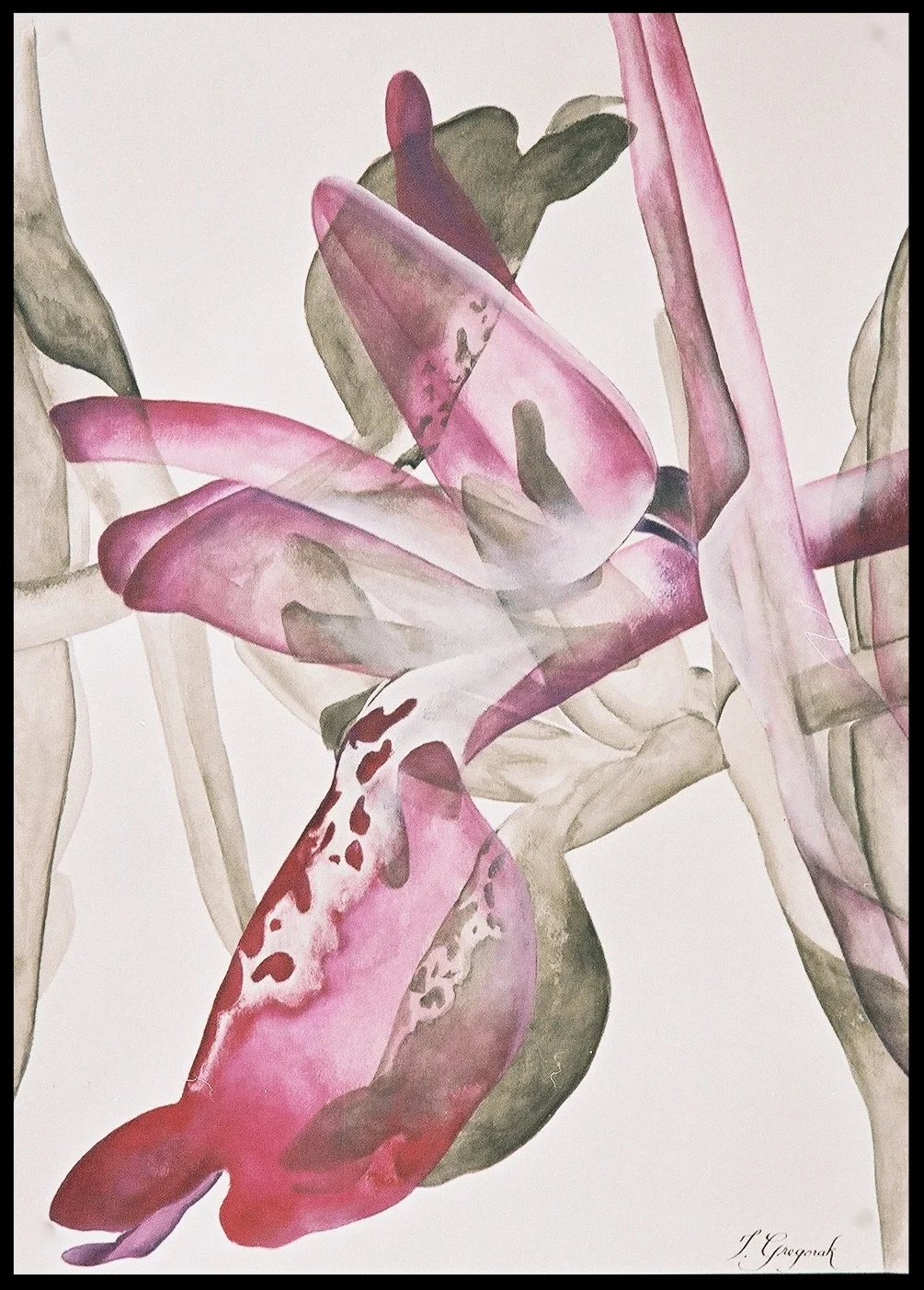 Orchis Laxiflora
