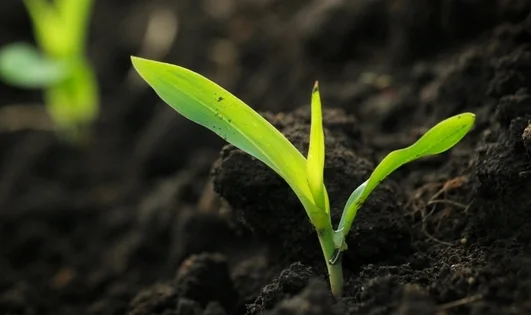 young corn.jpg