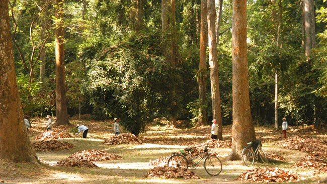 Cambodia 20