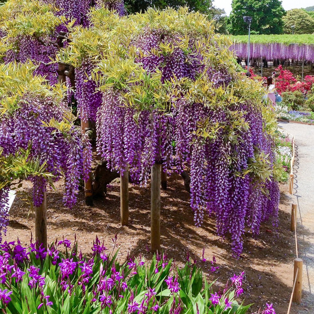 Japan's Beautiful Wisteria Gardens  xyzAsia