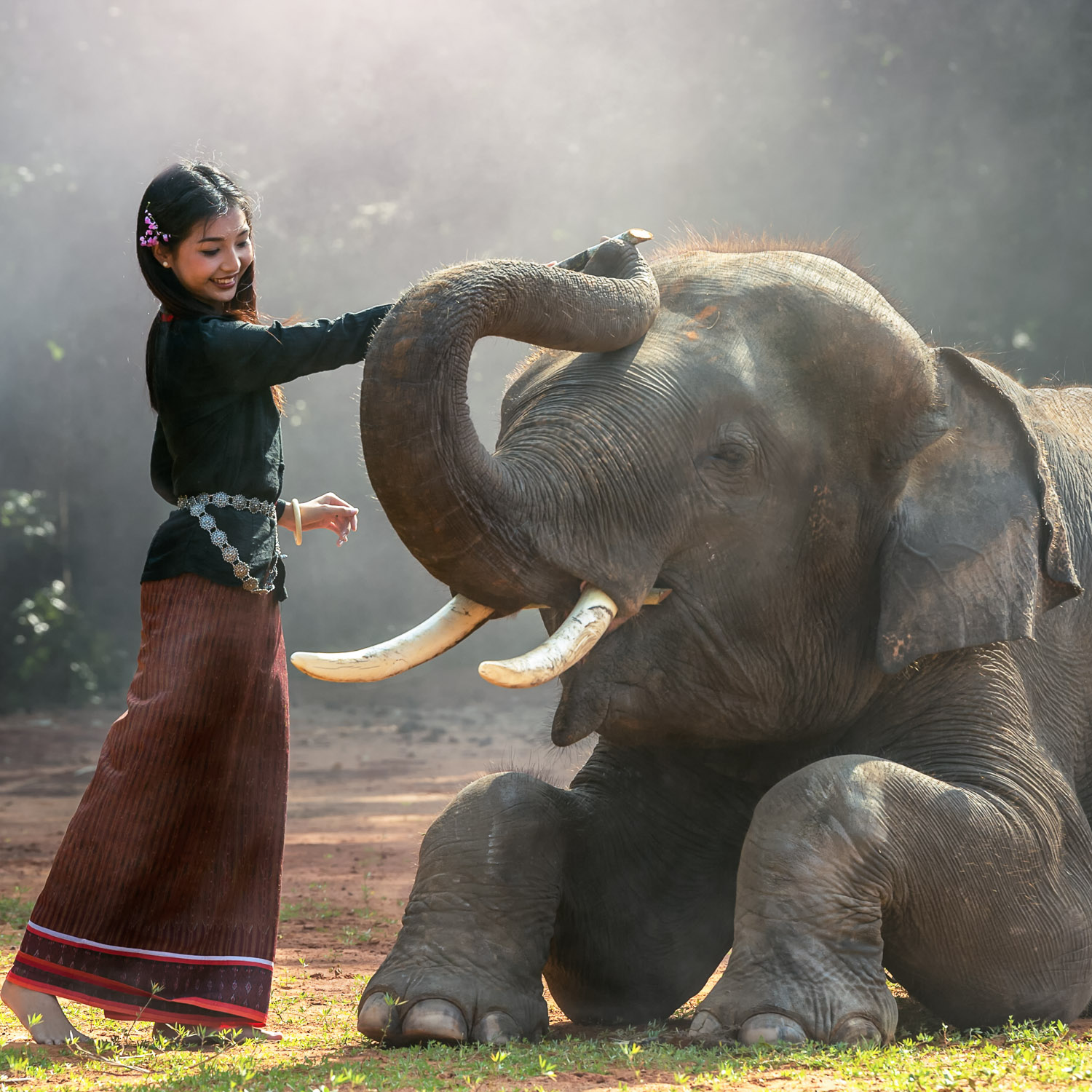 The Asian Elephant: Symbol of a Continent