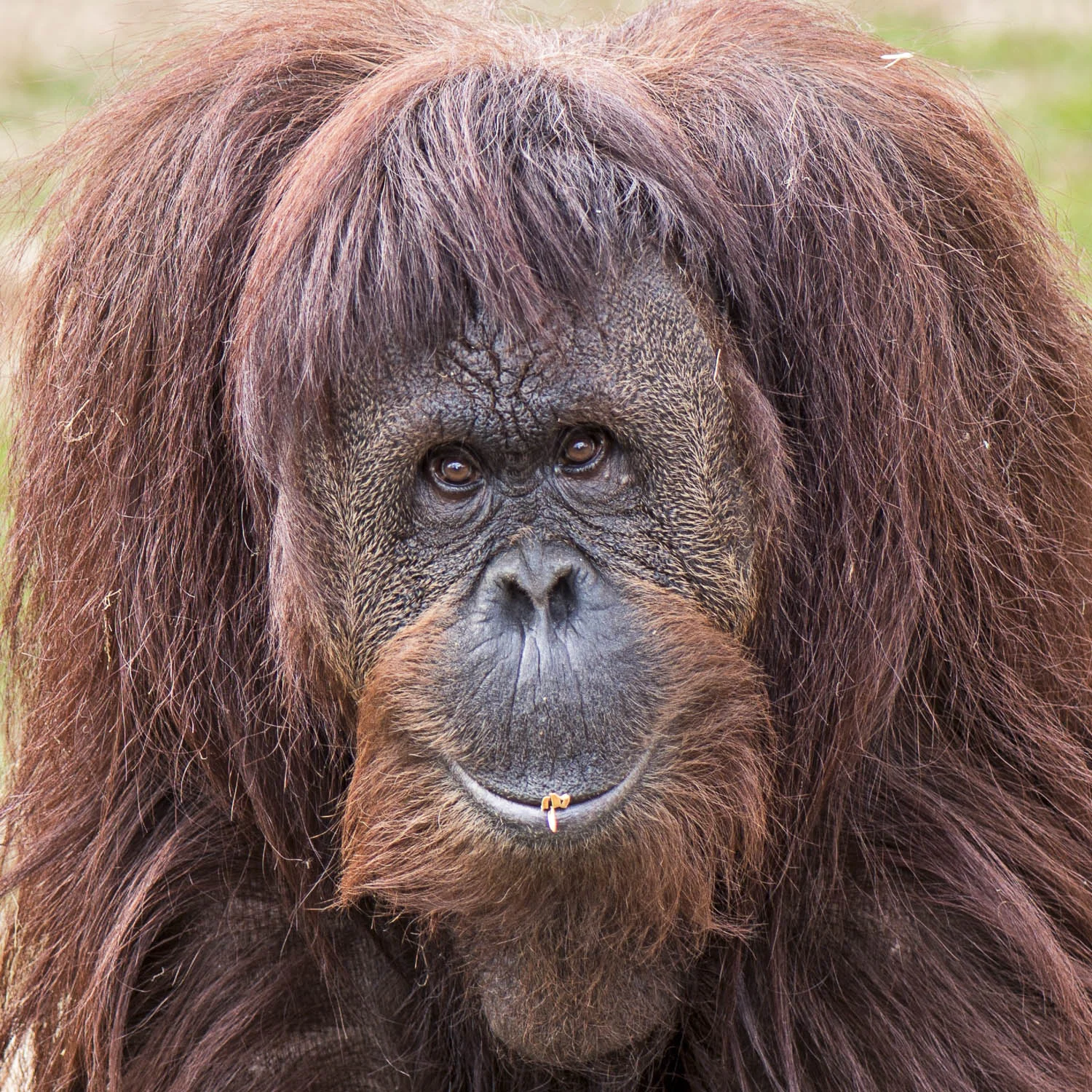 Where to See Orangutans in Asia