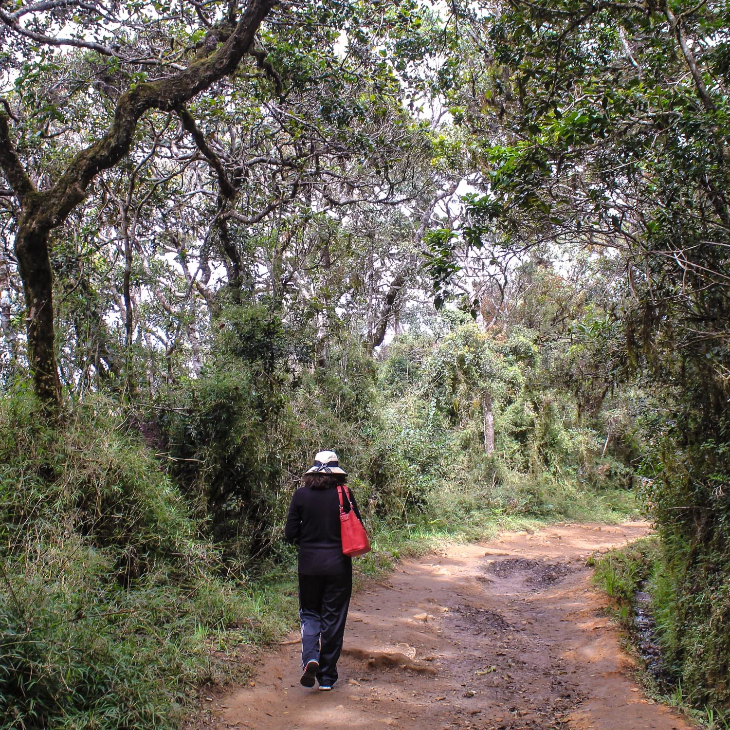 In the Hill Country: Walks near Nuwara Eliya 