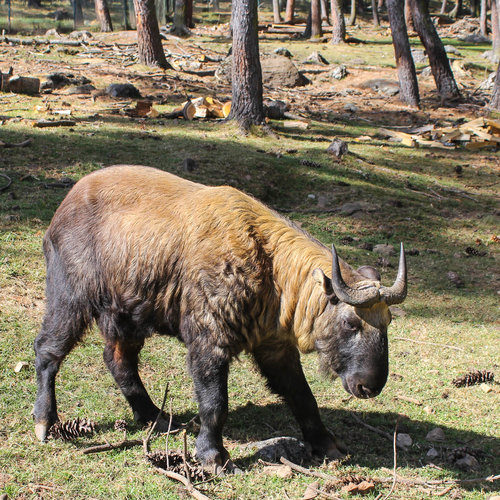 The Takin, Bhutan's Unusual National Animal — xyzAsia