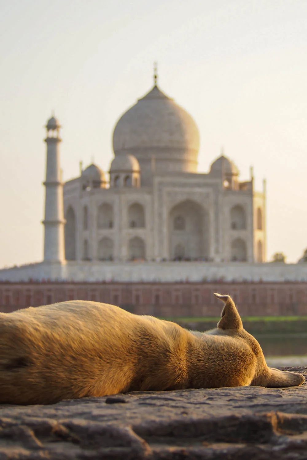 Know the Risks of Catching Rabies When Travelling in Asia