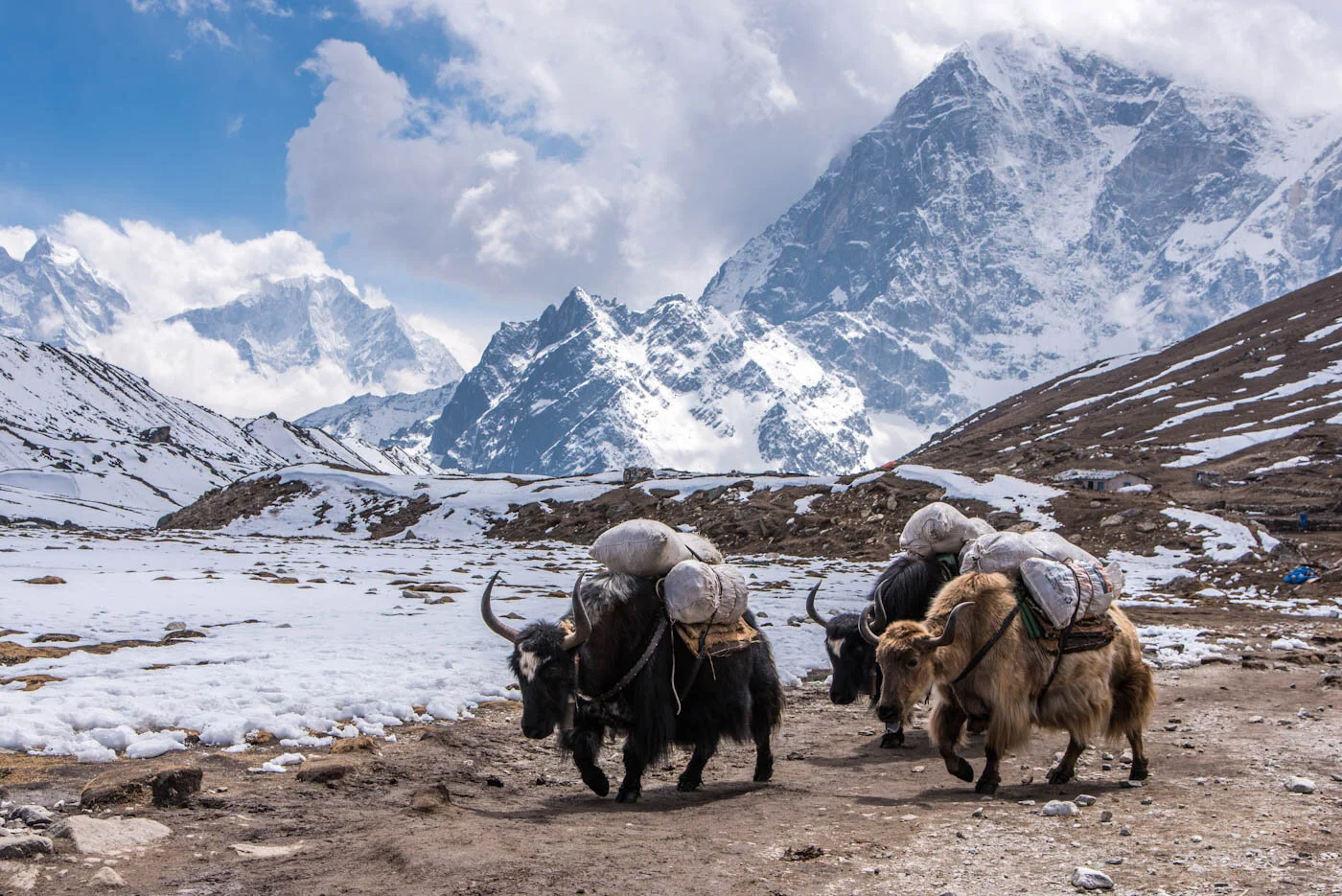 The Humble Yak Icon Of The Himalayas XyzAsia