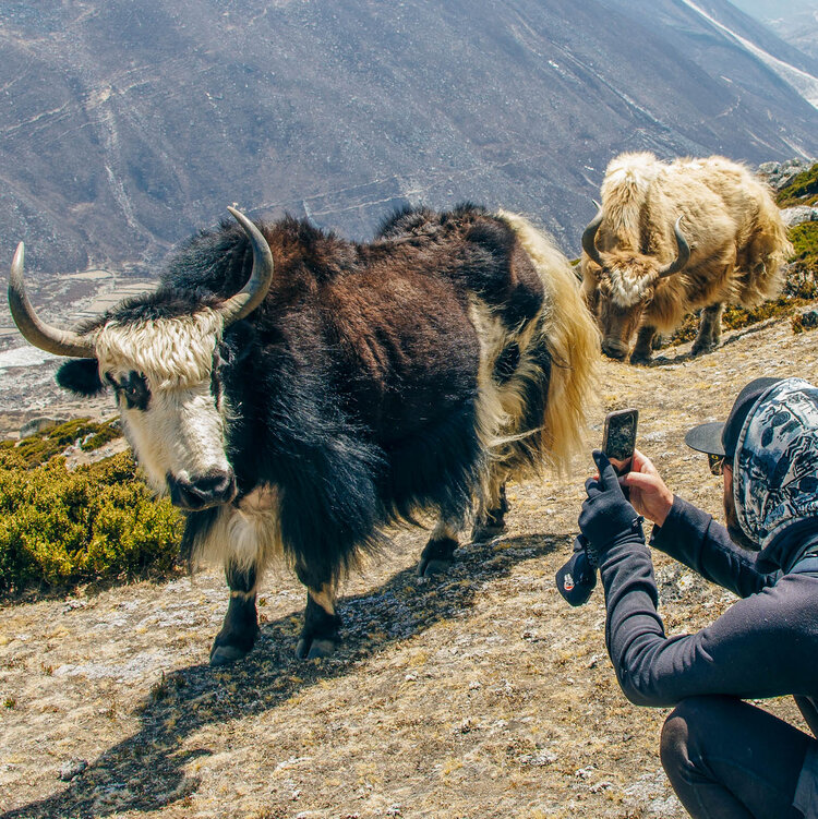 The Takin, Bhutan's Unusual National Animal — xyzAsia